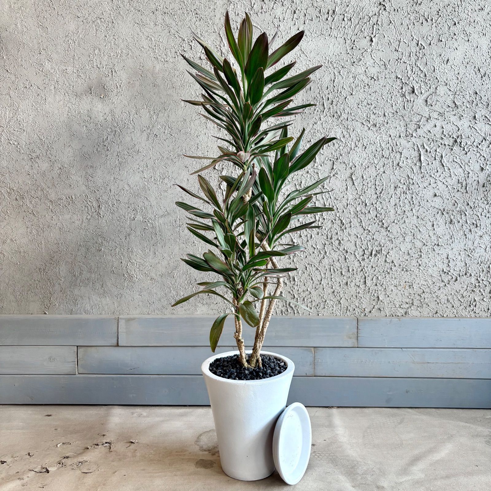観葉植物 希少品種 コルジリネ サンゴ 7号 テラコッタ鉢植え ホワイト