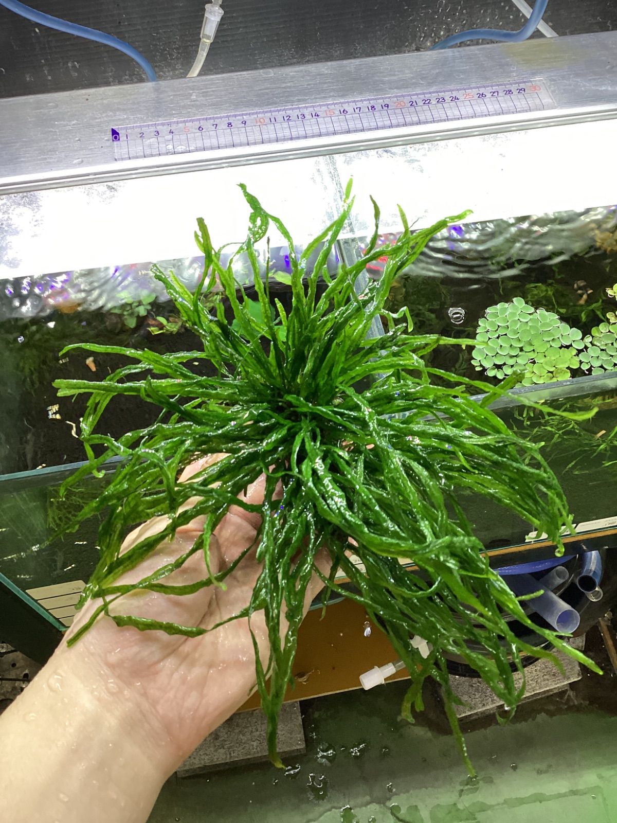 ミクロソリウム 本ナローリーフ 流木付き 特大株 - メルカリ