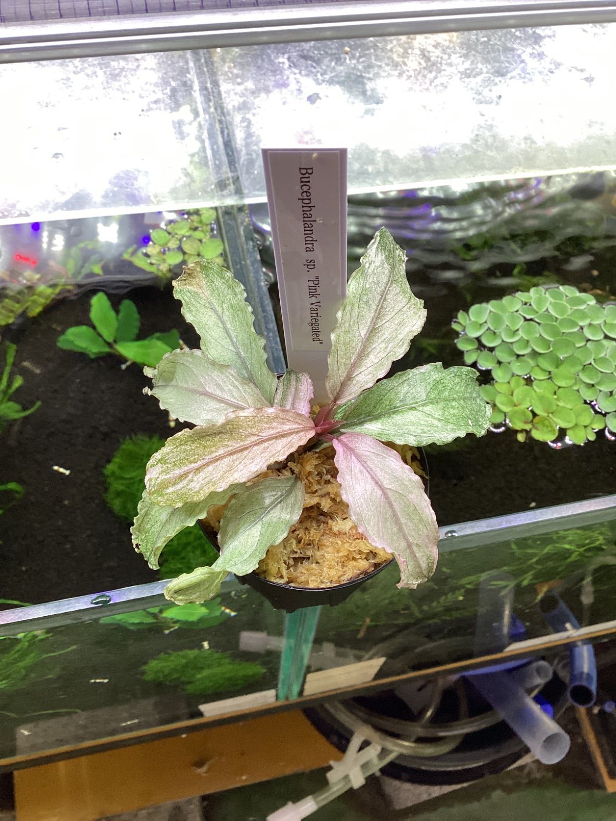 ブセファランドラ sp. ピンクバリエガータ 大株 - メルカリ