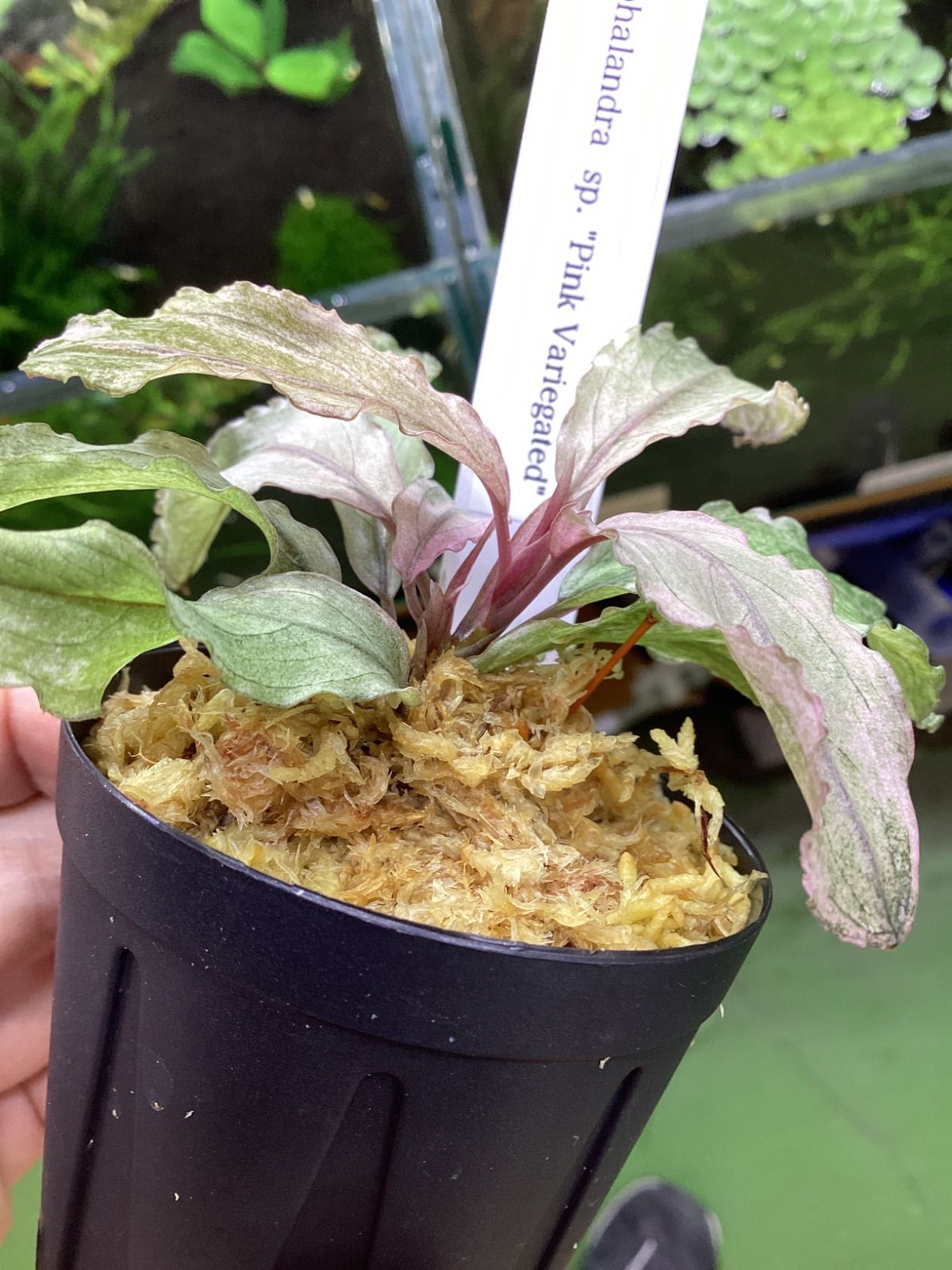 ブセファランドラ sp. ピンクバリエガータ 大株 - メルカリ