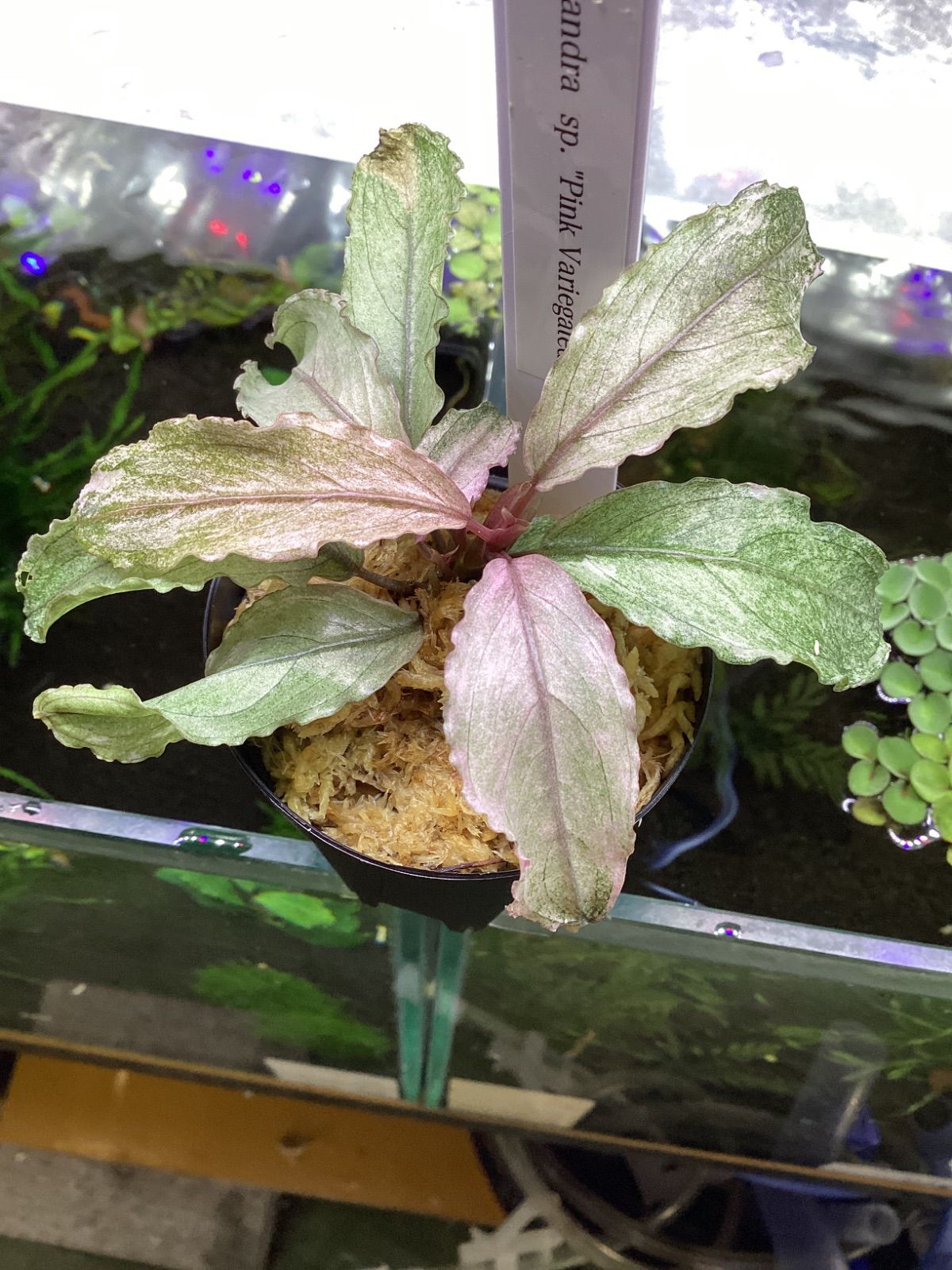 ブセファランドラ sp. ピンクバリエガータ 大株 - メルカリ