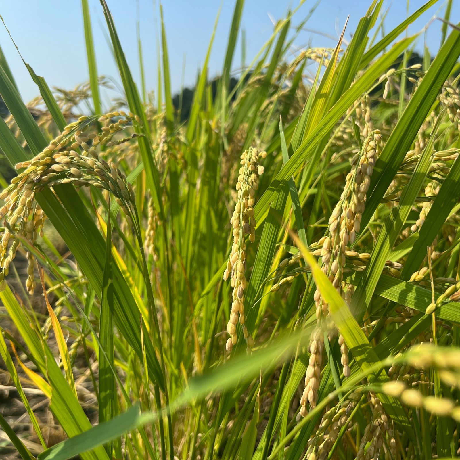 令和7年産コシヒカリ玄米20キロ◇栃木県産銘柄米 【公式通販】
