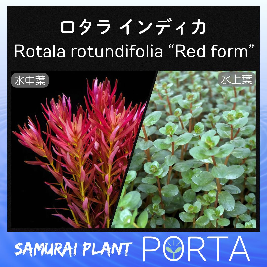 ロタラ インディカ 10本 水草 水上葉 - メルカリ