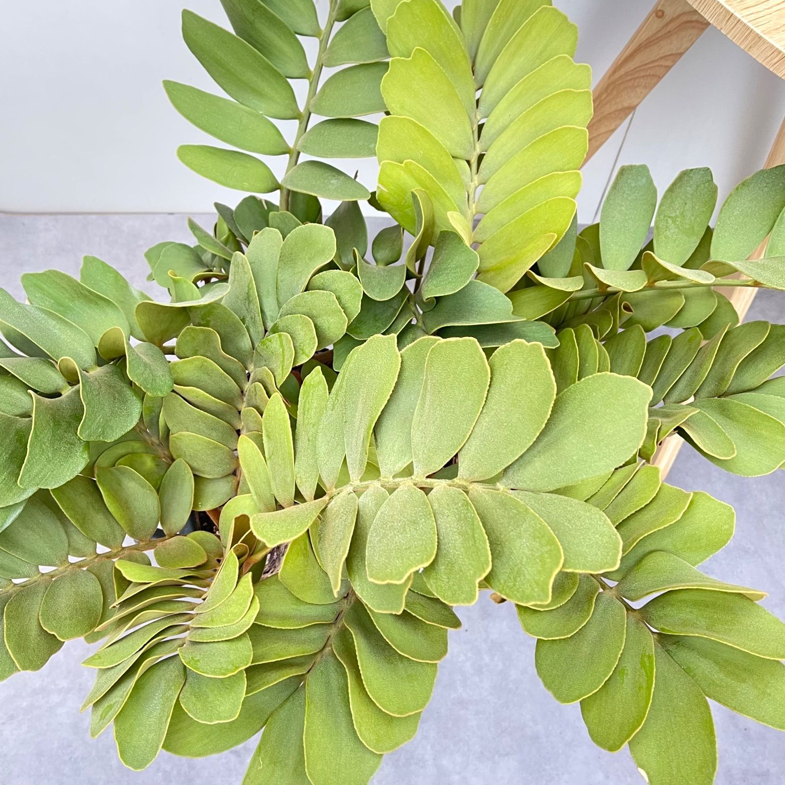 がみがみ様 確認 多頭ザミア プミラ メキシコソテツ １０号 がみがみ様 確認 多頭ザミア プミラ メキシコソテツ 10号