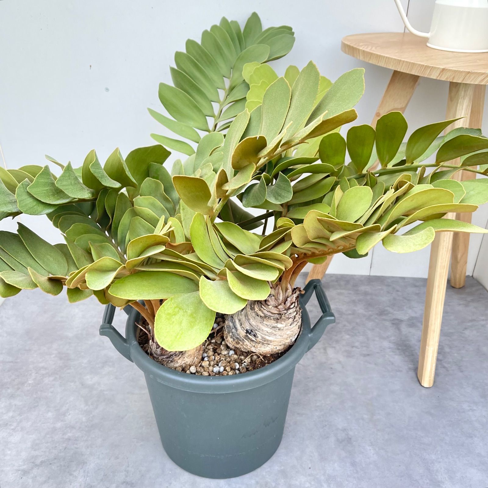 ザミア プミラ メキシコソテツ【現品】観葉植物 大型 10号 - メルカリ