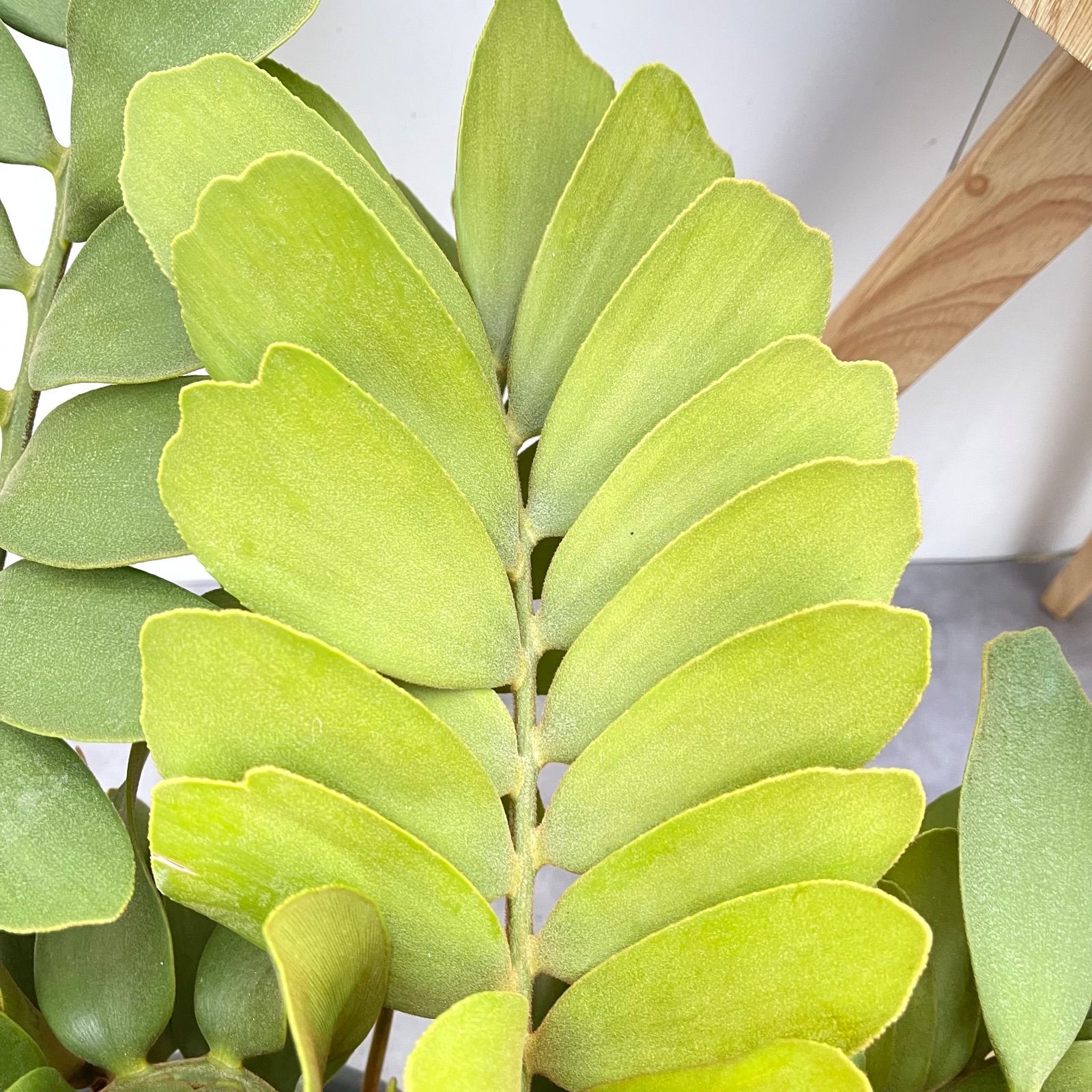 がみがみ様 確認 多頭ザミア プミラ メキシコソテツ １０号 がみがみ様 確認 多頭ザミア プミラ メキシコソテツ 10号