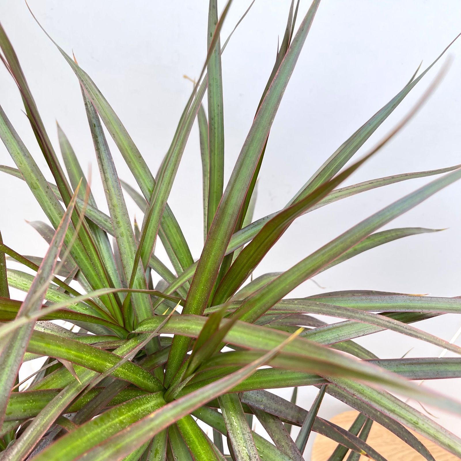 ドラセナ コンシンネ マジェンタ 1【現品】観葉植物 室内 大型 - メルカリ