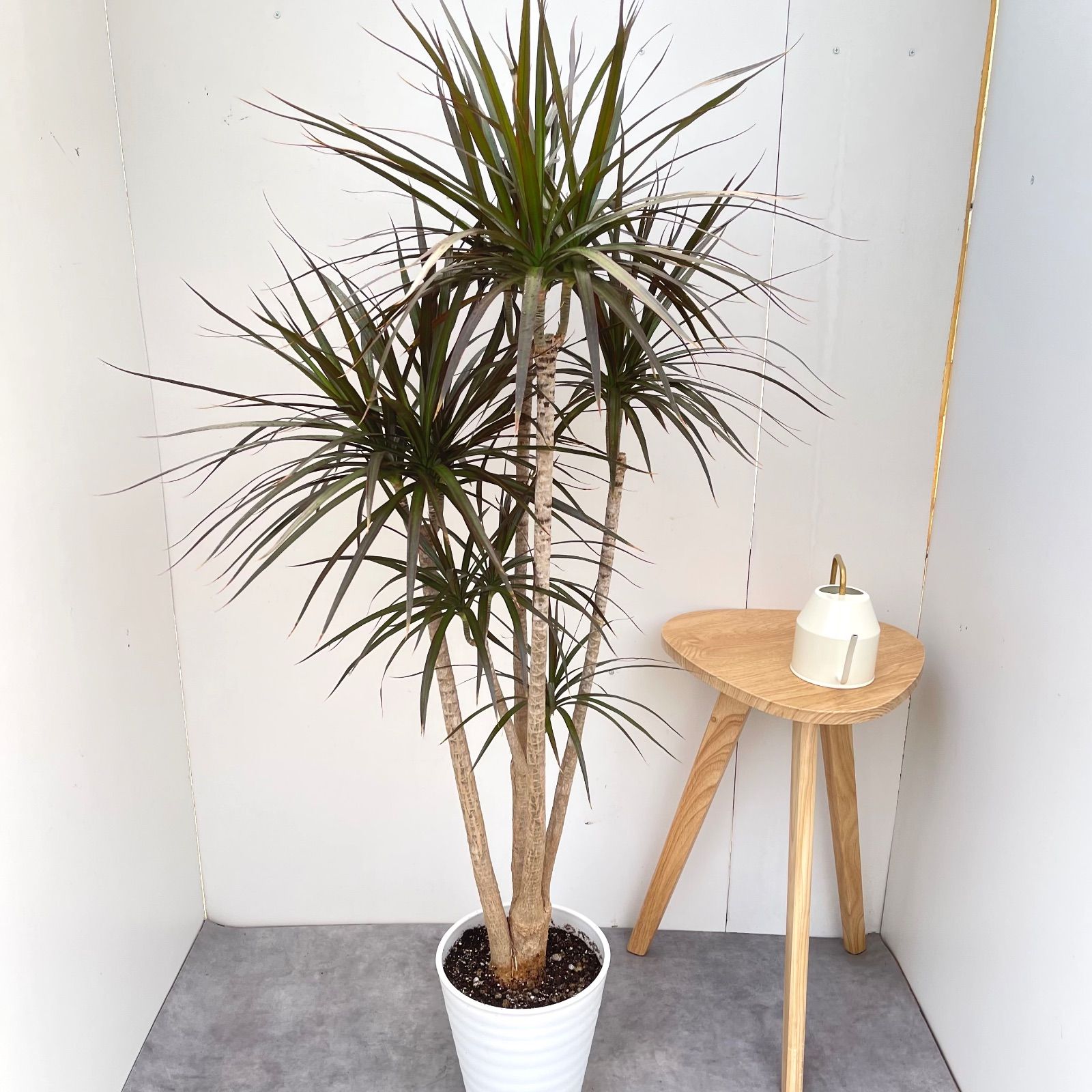 ［現品］17番　ドラセナコンシンネ　マジェンタ　観葉植物　室内　8号　かっこいい 現品］17番 ドラセナコンシンネ マジェンタ 観葉植物 室内 8号 かっこいい