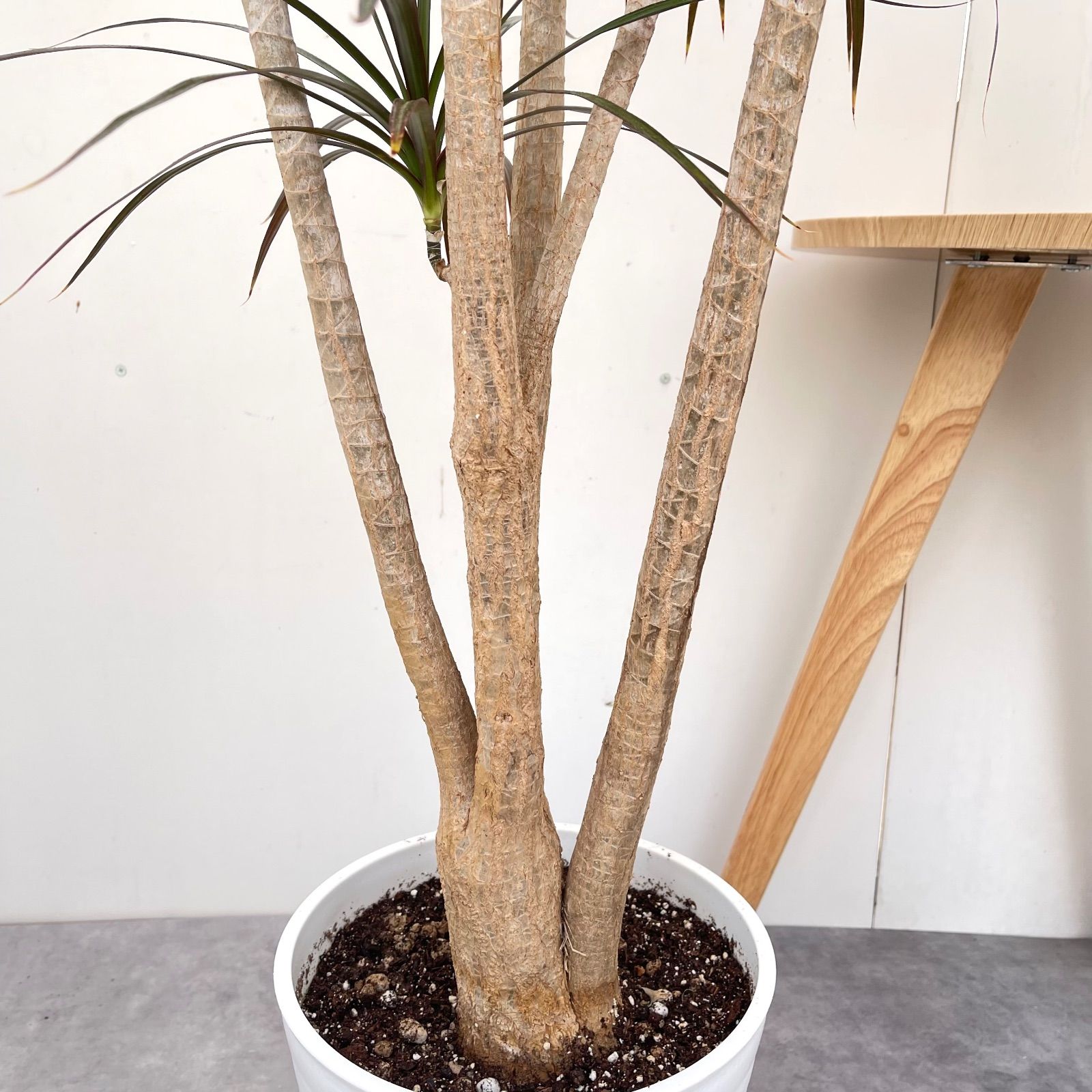 ドラセナ コンシンネ マジェンタ 1【現品】観葉植物 室内 大型 - メルカリ