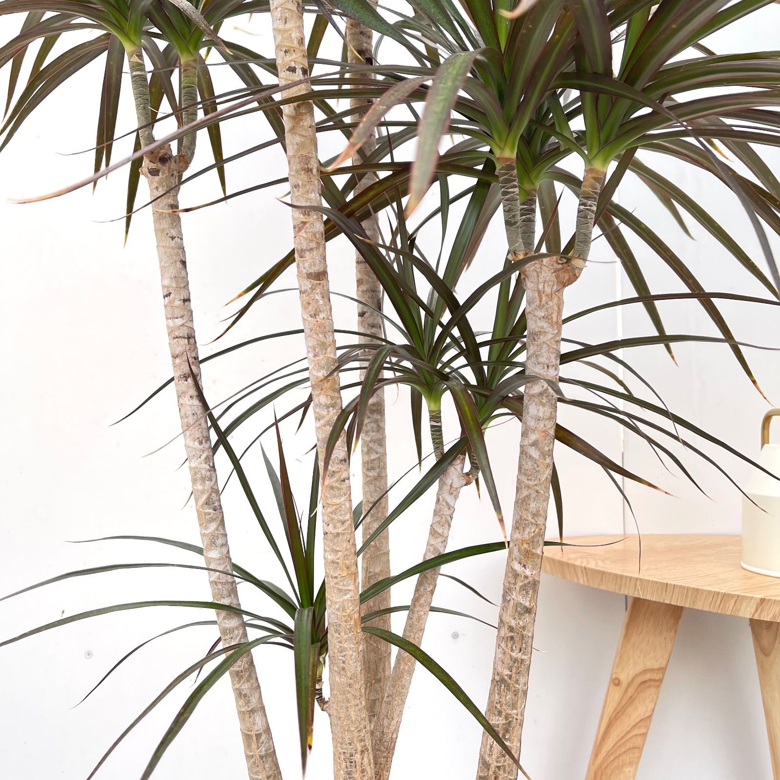 ［現品］16番　ドラセナ　コンシンネ　マジェンタ　観葉植物　室内　大型　8号 ドラセナ コンシンネ マジェンタ 1【現品】観葉植物 室内 大型 - メルカリ