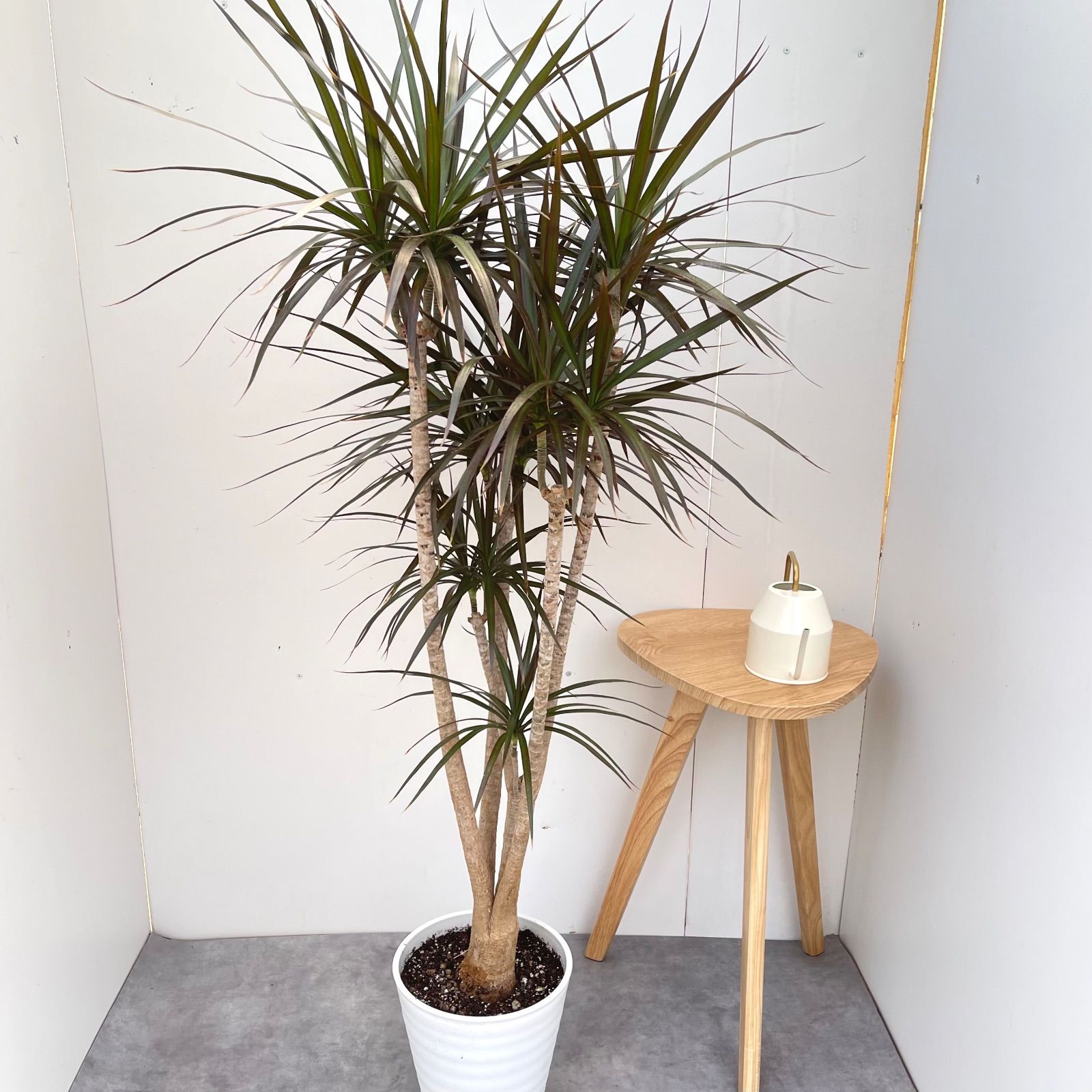 現品　ドラセナ　コンシンネ　マジェンタ　13番　観葉植物　特大　インテリア　室内 ドラセナ コンシンネ マジェンタ 1【現品】観葉植物 室内 大型 - メルカリ