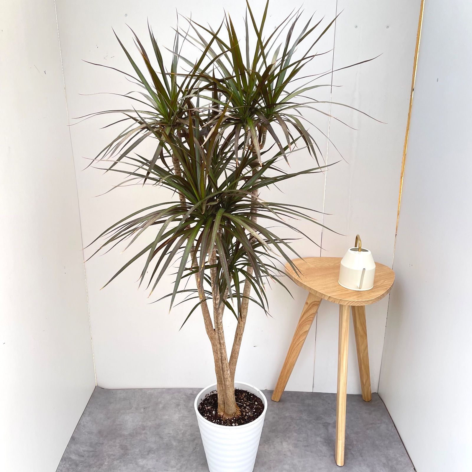 ドラセナ コンシンネ マジェンタ 1【現品】観葉植物 室内 大型 【公式 