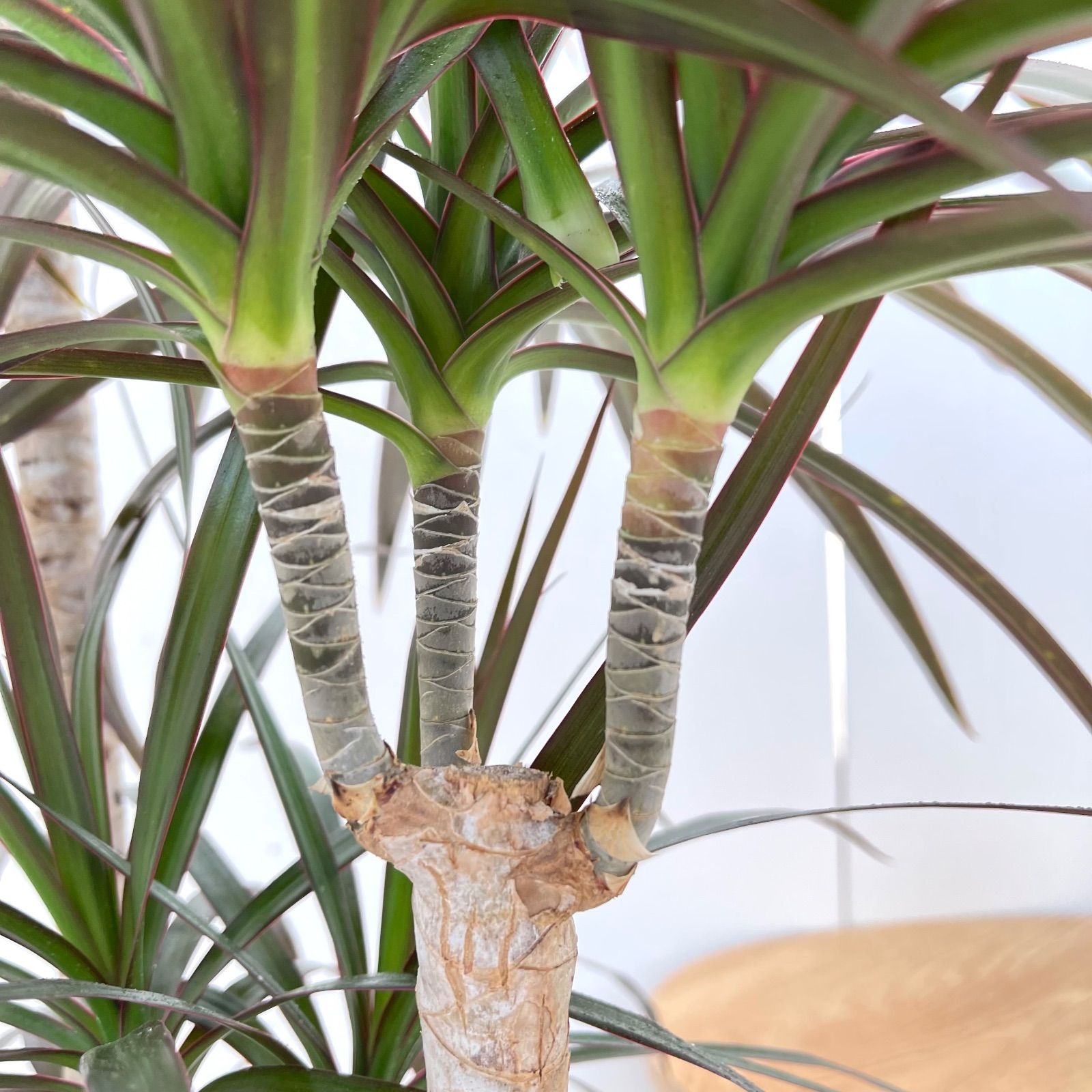 ドラセナ コンシンネ マジェンタ 1【現品】観葉植物 室内 大型 - メルカリ