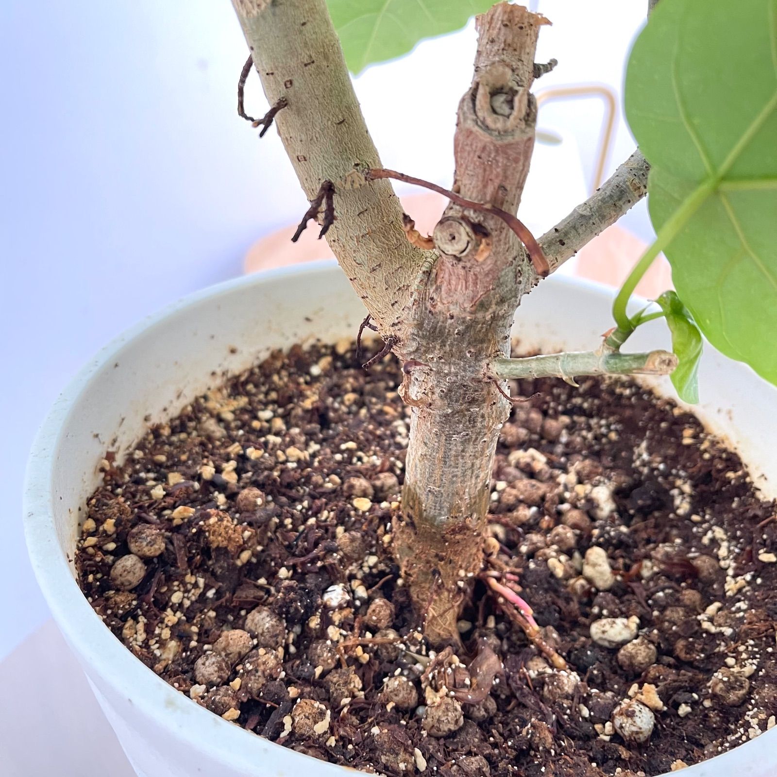 フィカス ウンベラータ 36【現品】観葉植物 室内 7号 - メルカリ