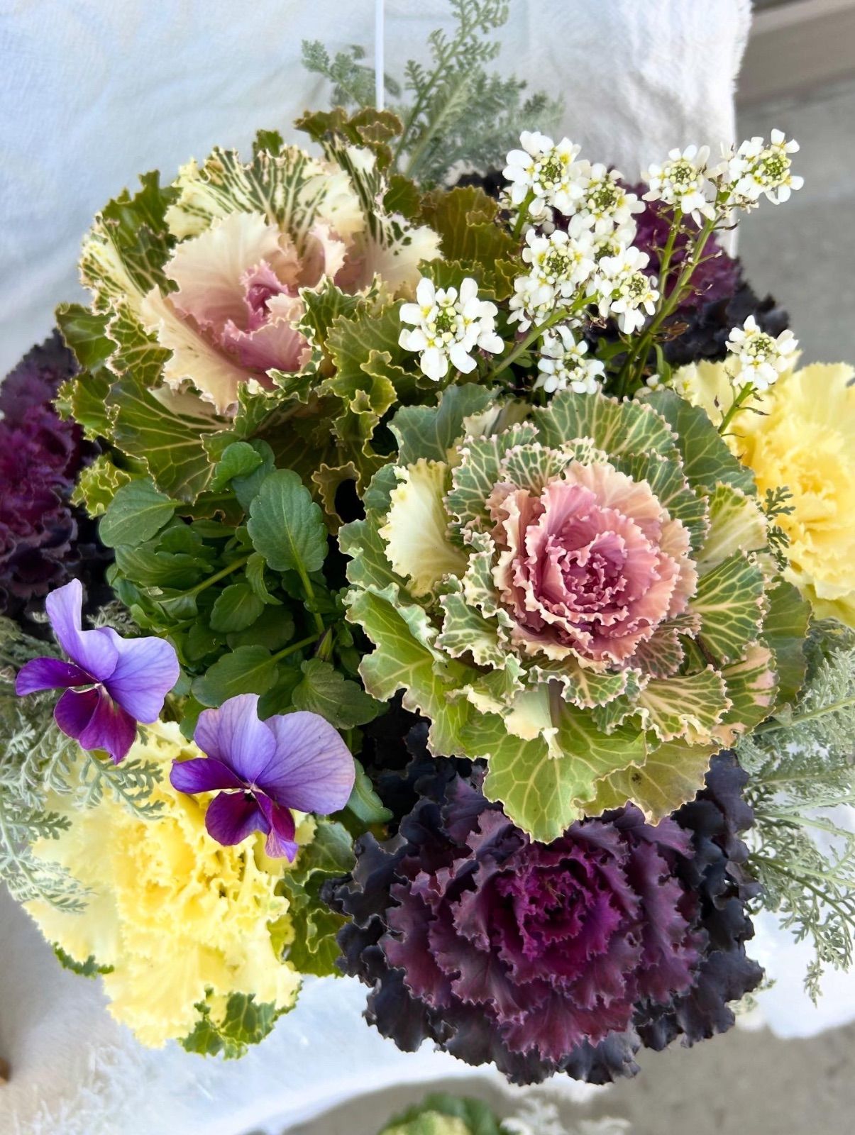 開運💐葉牡丹のマウント寄せ植え - メルカリ