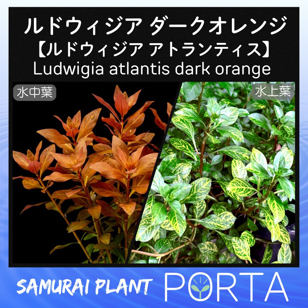 ルドウィジアsp. ダークオレンジ 水上葉 5本セット - メルカリ