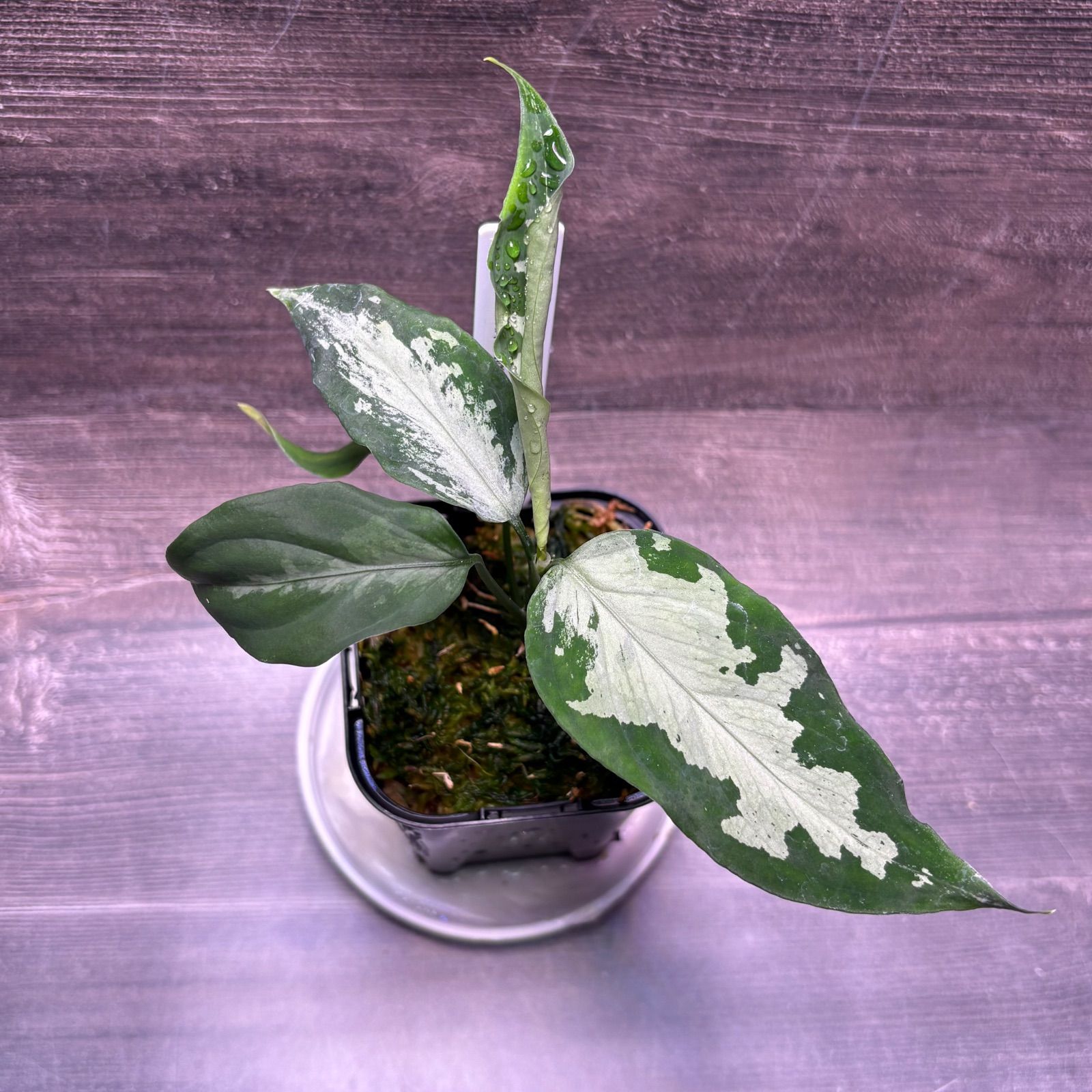 アグラオネマ ピクタム (MB-2024/17FMC3-2) - メルカリ