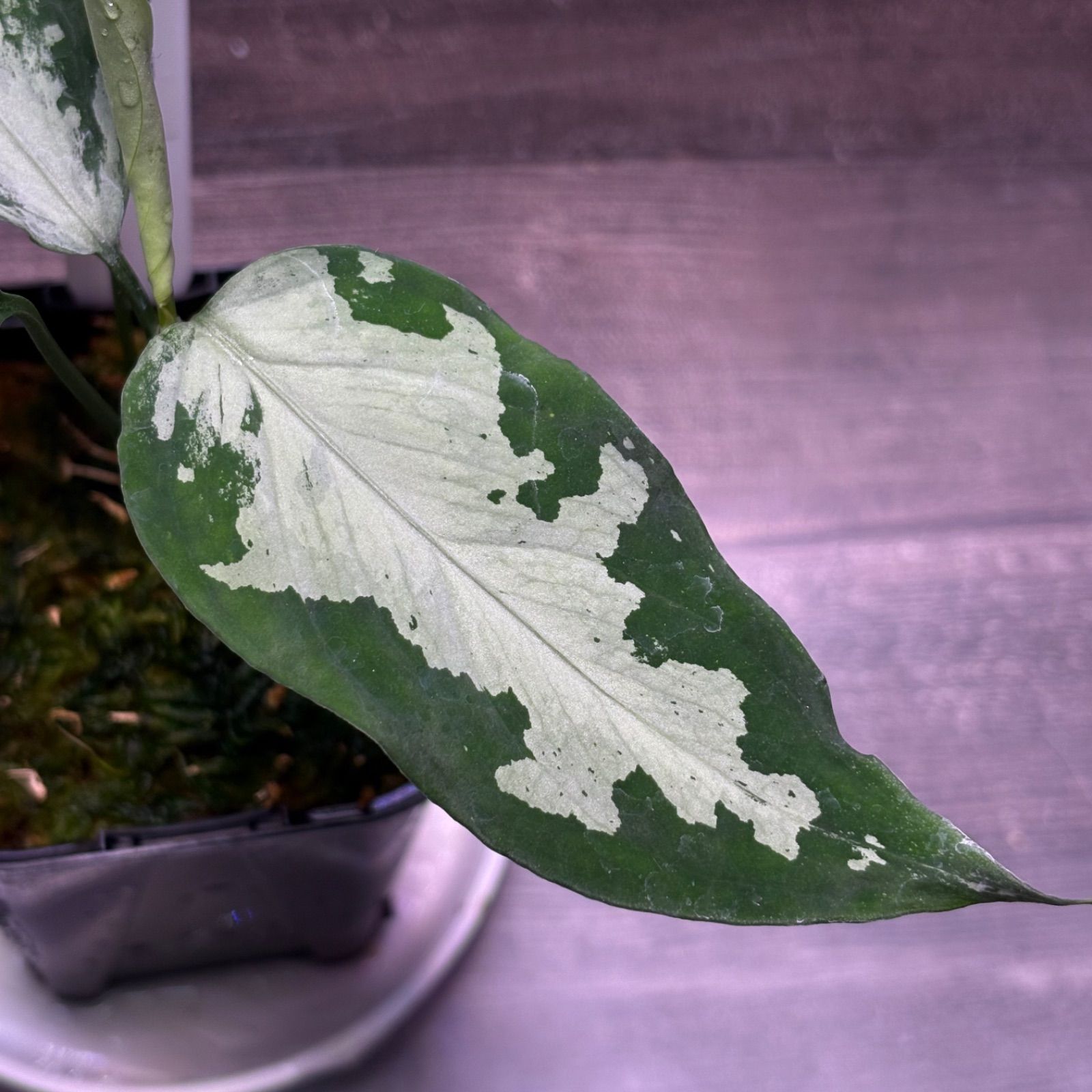 アグラオネマ ピクタム (MB-2024/17FMC3-2) - メルカリ