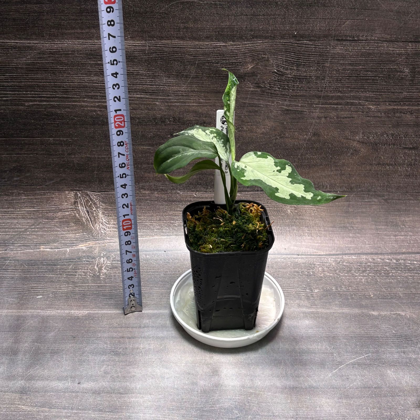 アグラオネマ ピクタム (MB-2024/17FMC3-2) - メルカリ