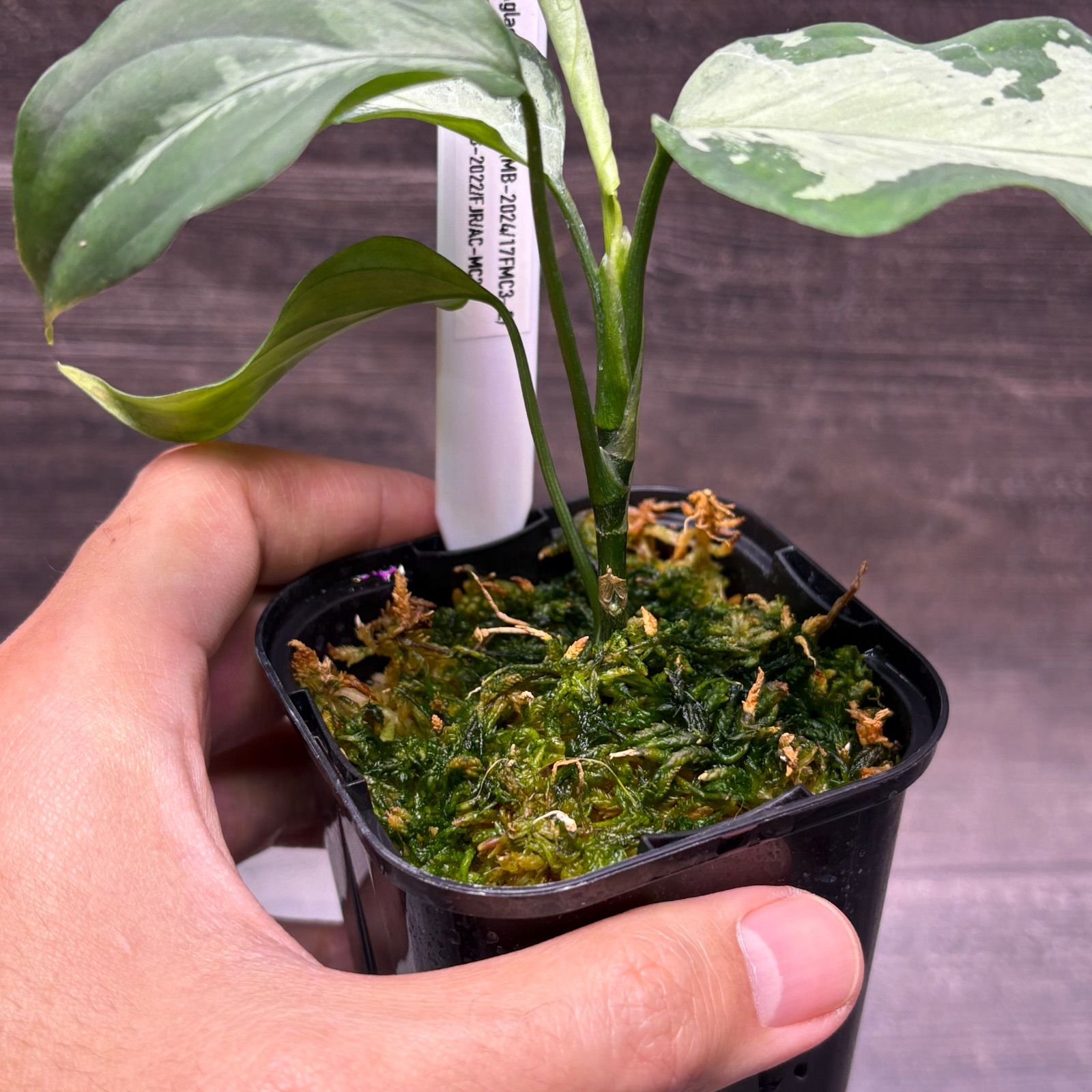 アグラオネマ ピクタム (MB-2024/17FMC3-2) - メルカリ