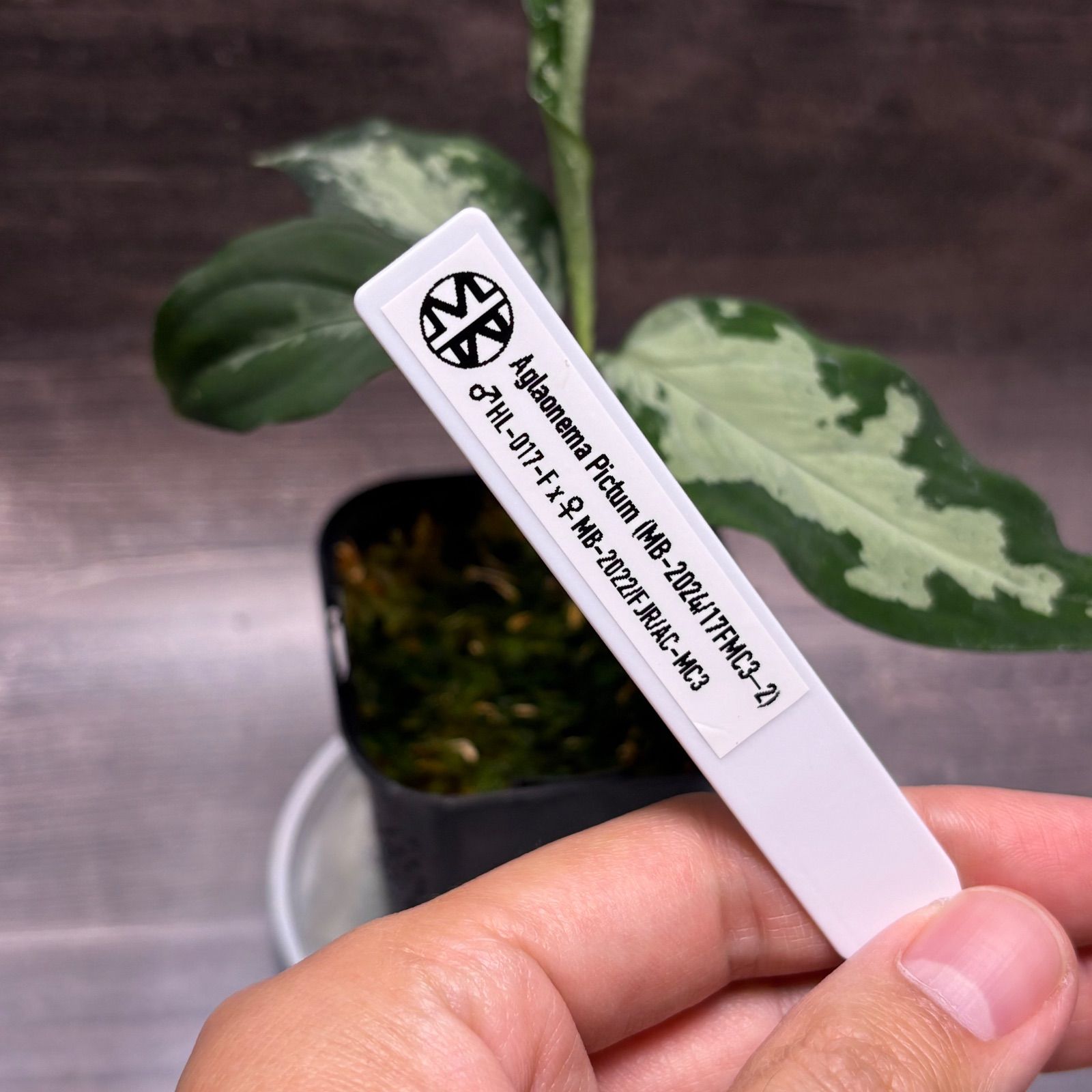 アグラオネマ ピクタム (MB-2024/17FMC3-2) - メルカリ