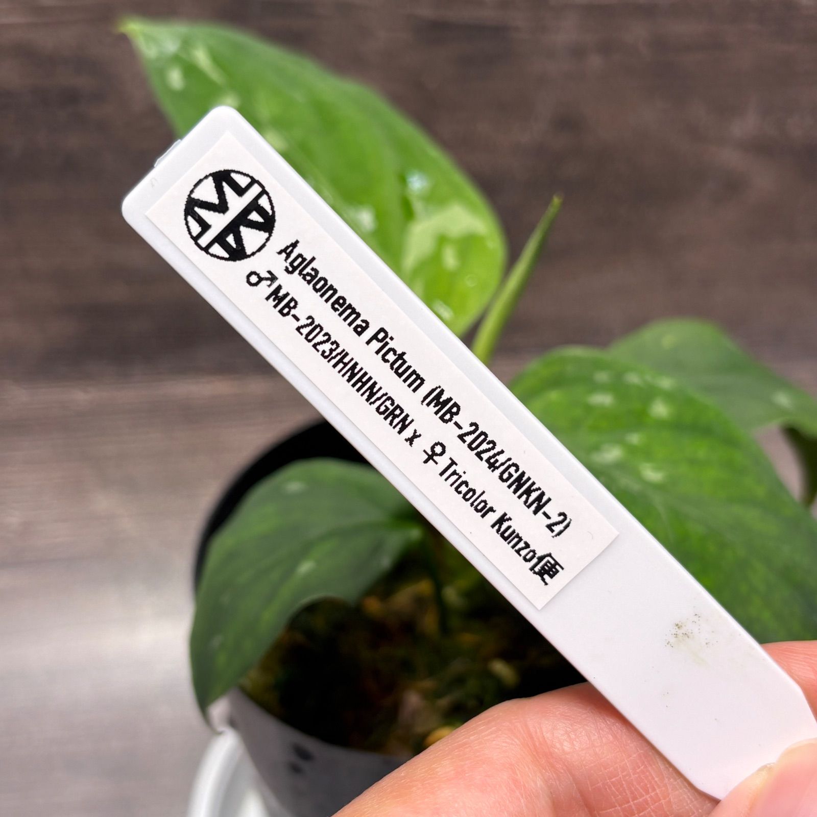 アグラオネマ ピクタム (MB-2024/GNKN-2) - メルカリ