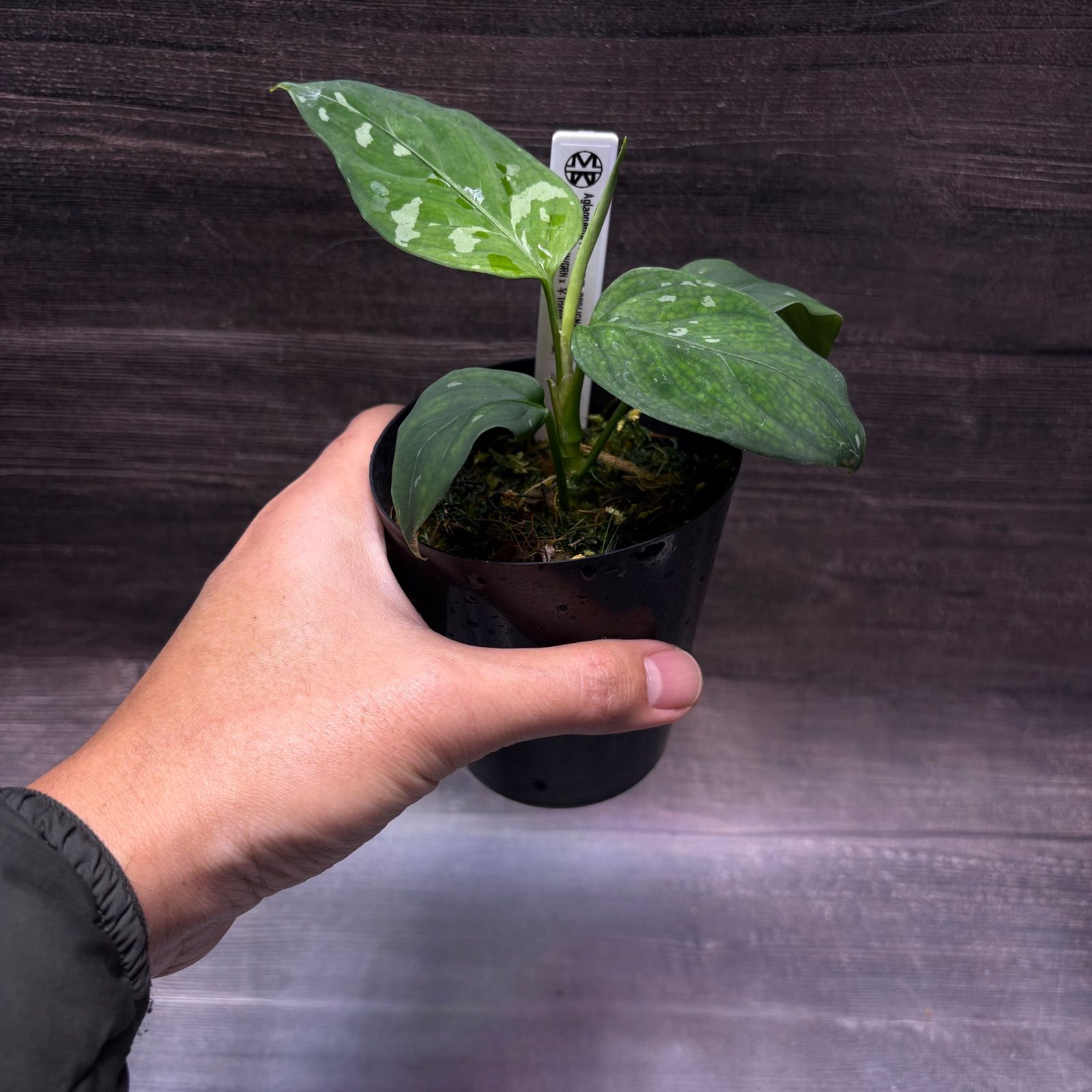 アグラオネマ ピクタム (MB-2024/GNKN-2) - メルカリ