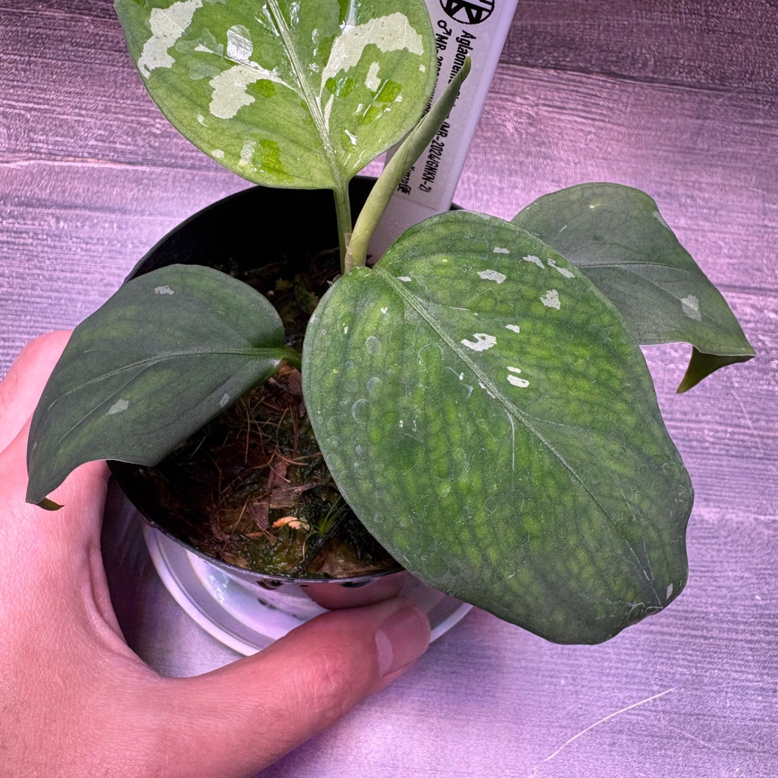 アグラオネマ ピクタム (MB-2024/GNKN-2) - メルカリ