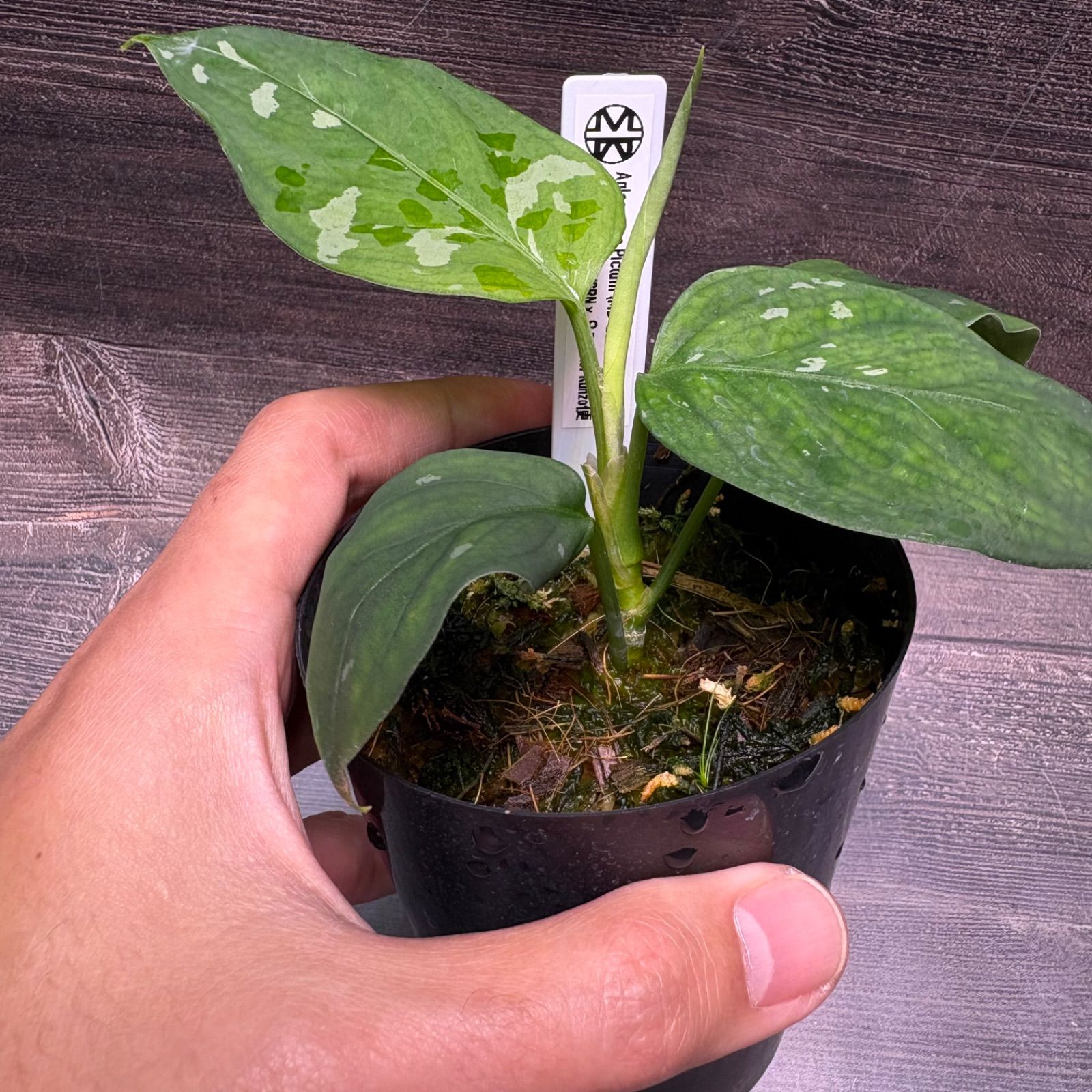 アグラオネマ ピクタム (MB-2024/GNKN-2) - メルカリ