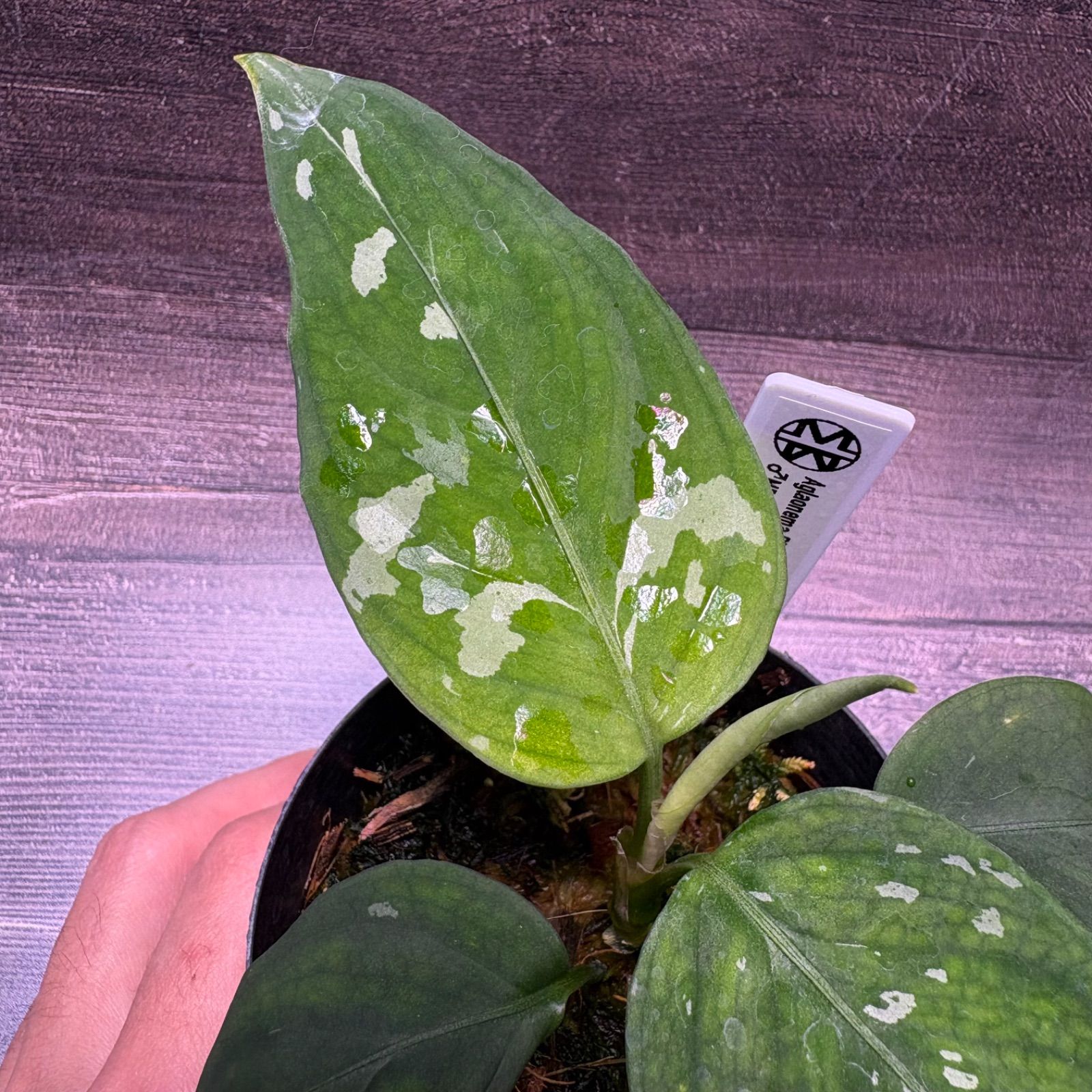 アグラオネマ ピクタム (MB-2024/GNKN-2) - メルカリ