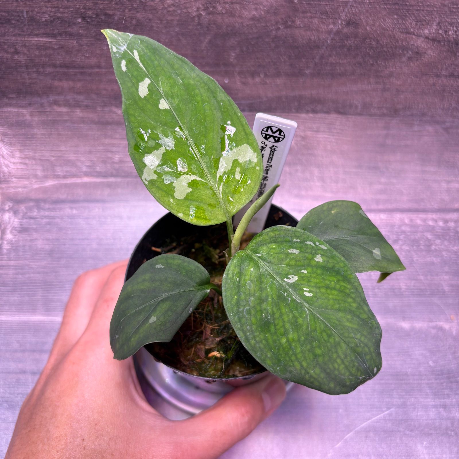 アグラオネマ ピクタム (MB-2024/GNKN-2) - メルカリ