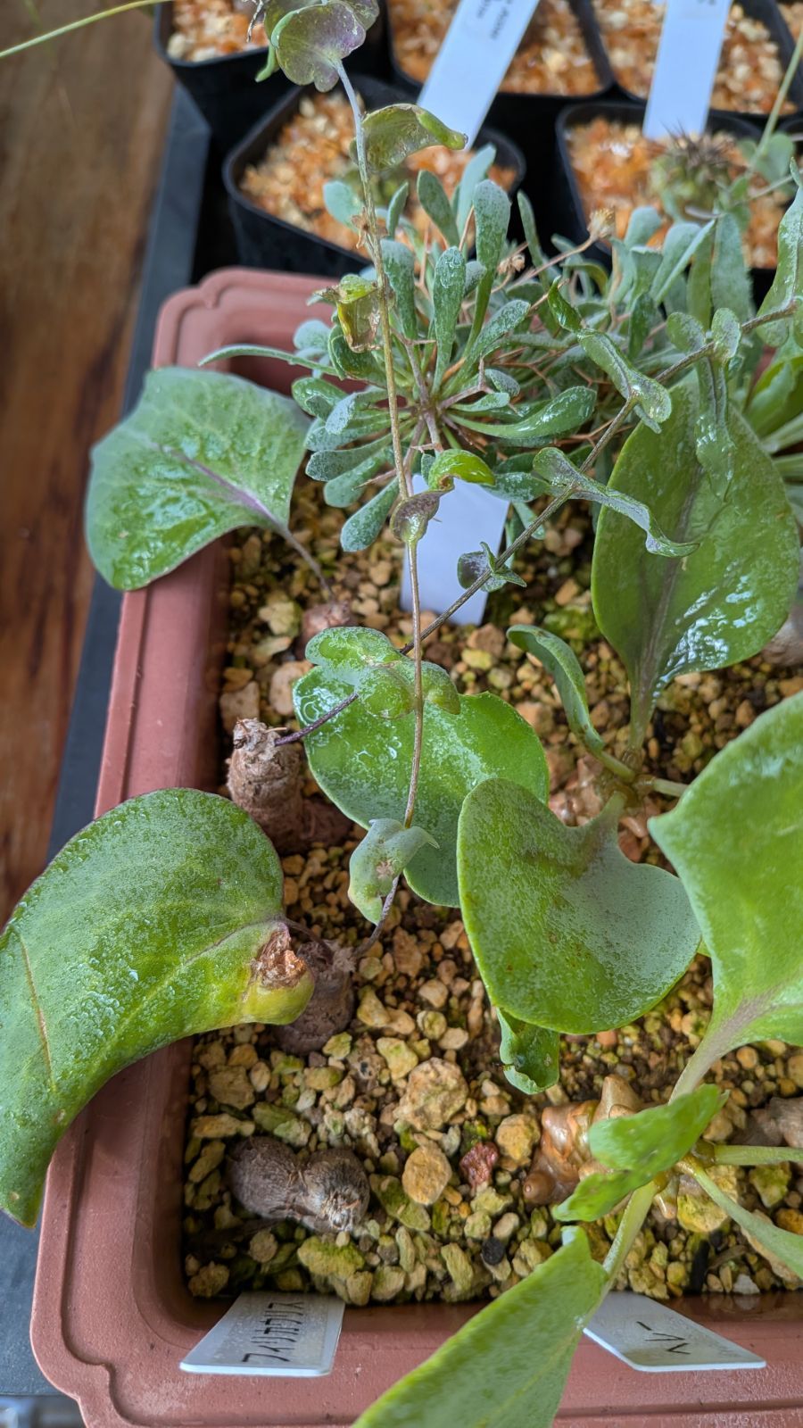 産地つき　レア)オトンナ　チレコドン　塊根色々8種1個ずつセット 産地つき レア)オトンナ チレコドン 塊根色々8種1個ずつセット 産地