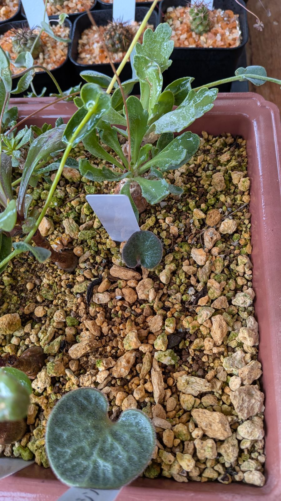 ナッシーさま）産地つきチレコドン＆オトンナ＋メセン種子フルセット15