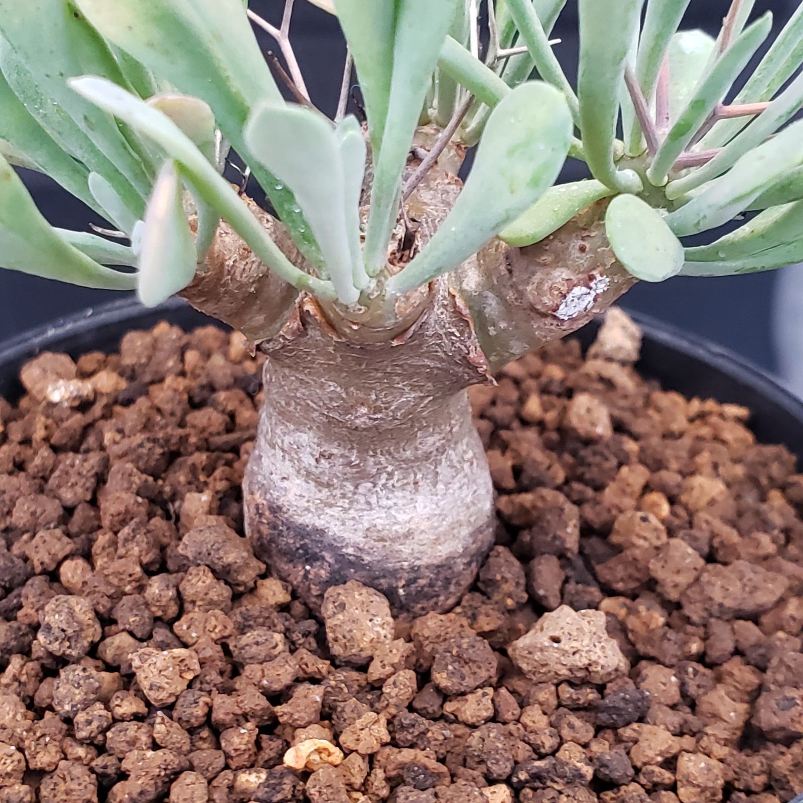 【特選株】オトンナ ユーフォルビオイデス 塊根植物 オトンナユーフォルビオイデス 超特大株 発根済み オトンナ ユーフォ