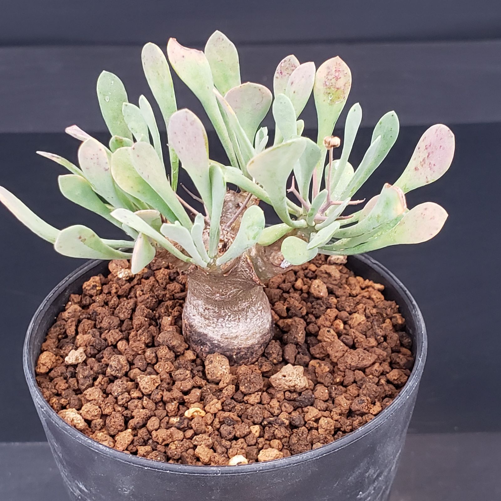 J221【自社養生株】オトンナ ユーフォルビオイデス（発根株・鉢植え