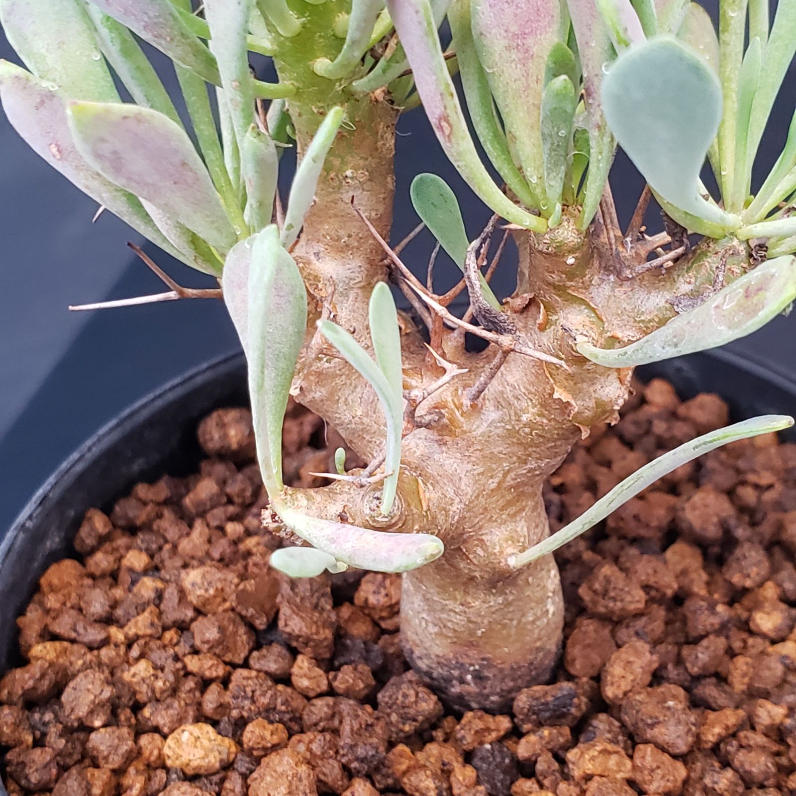 オトンナ　ユーフォルビオイデス　現地株　大株　発根活着済み J222【自社養生株】オトンナ ユーフォルビオイデス（発根株・鉢植え