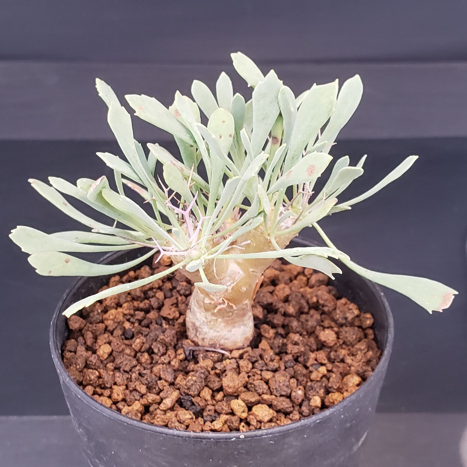 J223【自社養生株】オトンナ ユーフォルビオイデス（発根株・鉢植え