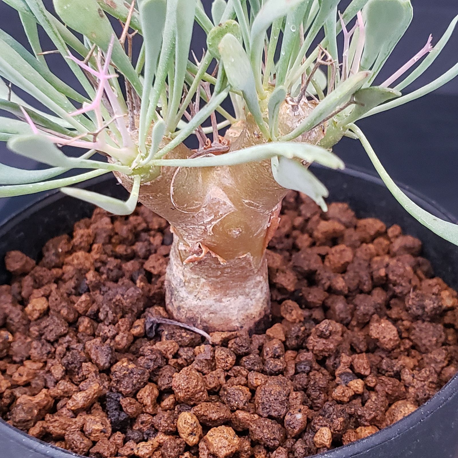 J223【自社養生株】オトンナ ユーフォルビオイデス（発根株・鉢植え