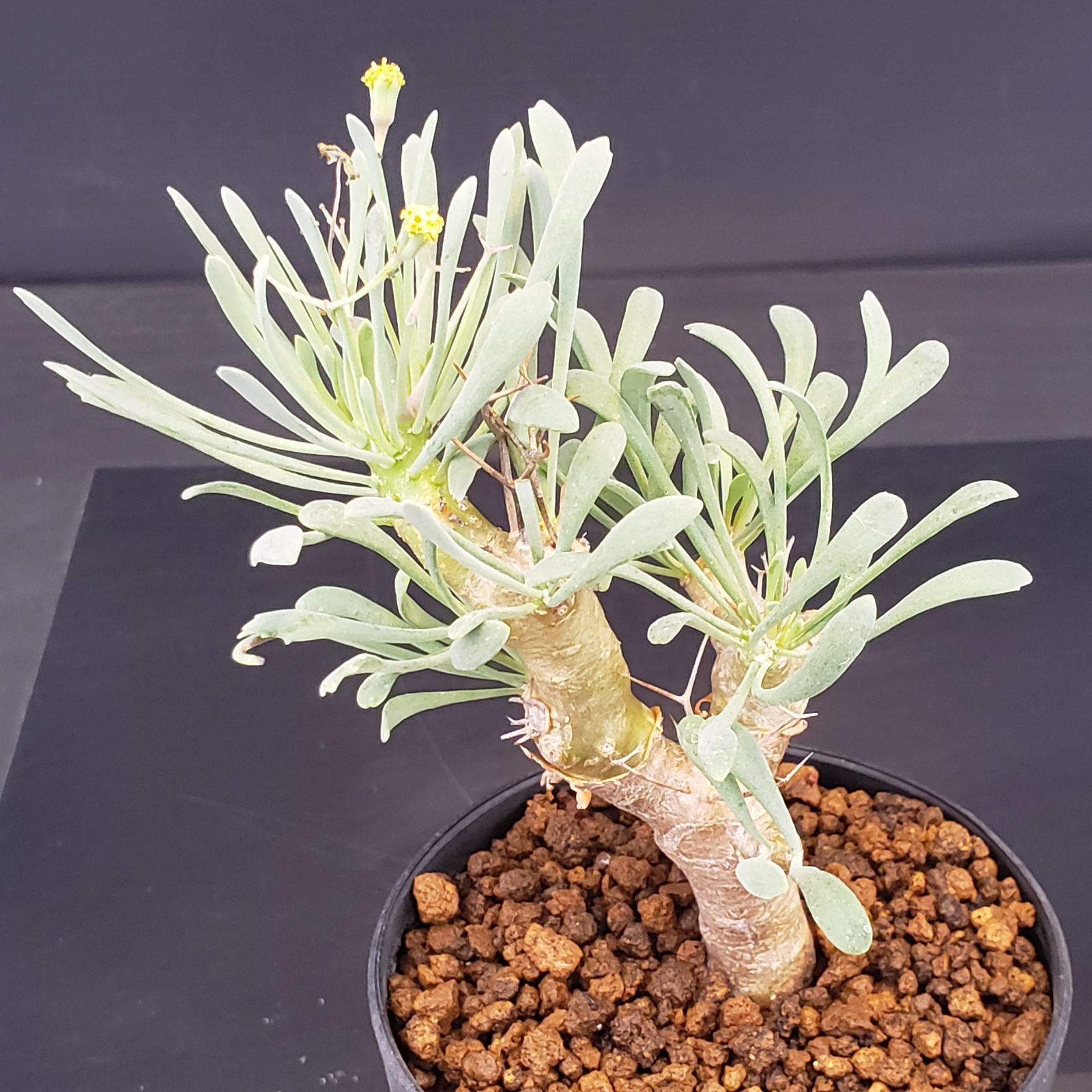 オトンナユーフォルビオイデス 現地球 発根済 2年管理株 現品鉢ごと発送 オトンナユーフォルビオイデス 現地球 発根済 2年管理株 現品鉢