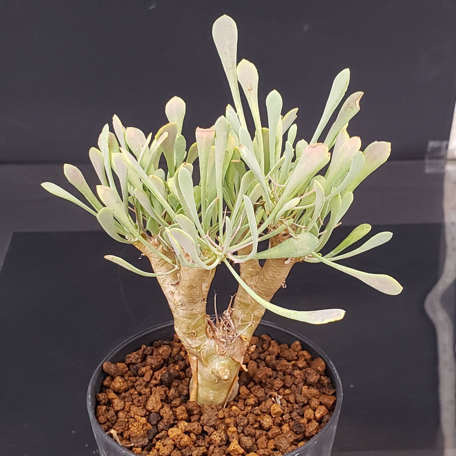 J228【自社養生株】オトンナ ユーフォルビオイデス（発根株・鉢植え