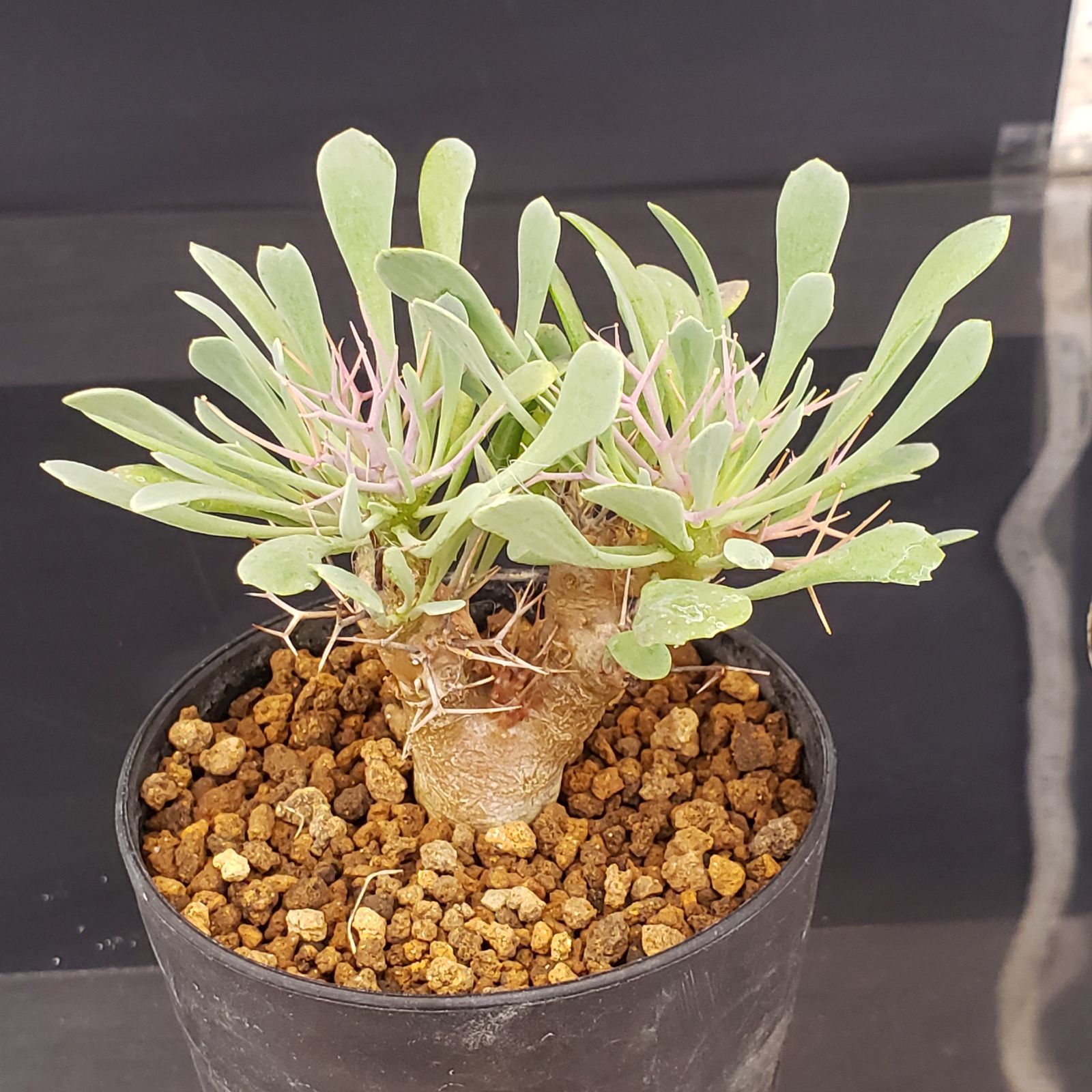 J229【自社養生株】オトンナ ユーフォルビオイデス（発根株・鉢植え