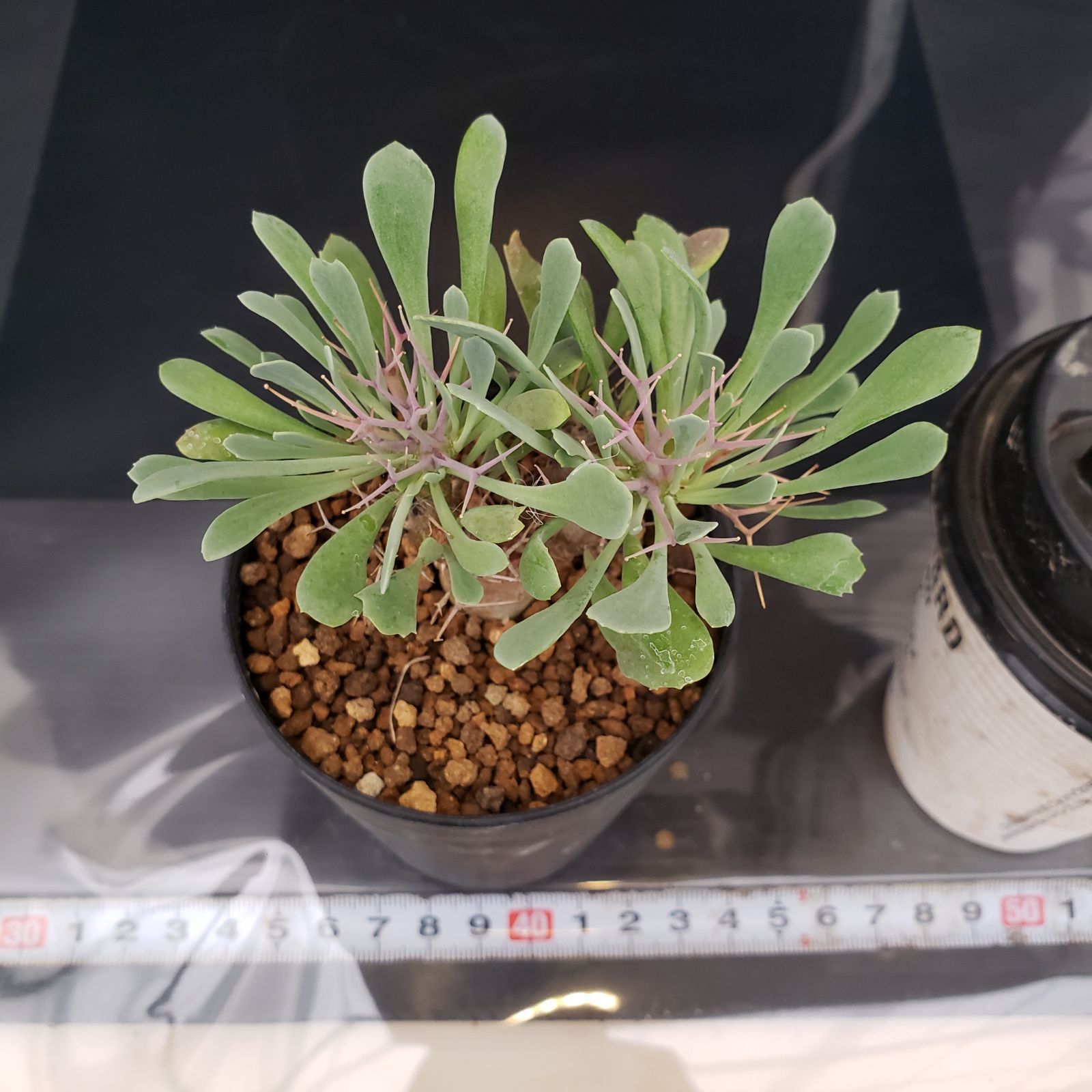 J229【自社養生株】オトンナ ユーフォルビオイデス（発根株・鉢植え