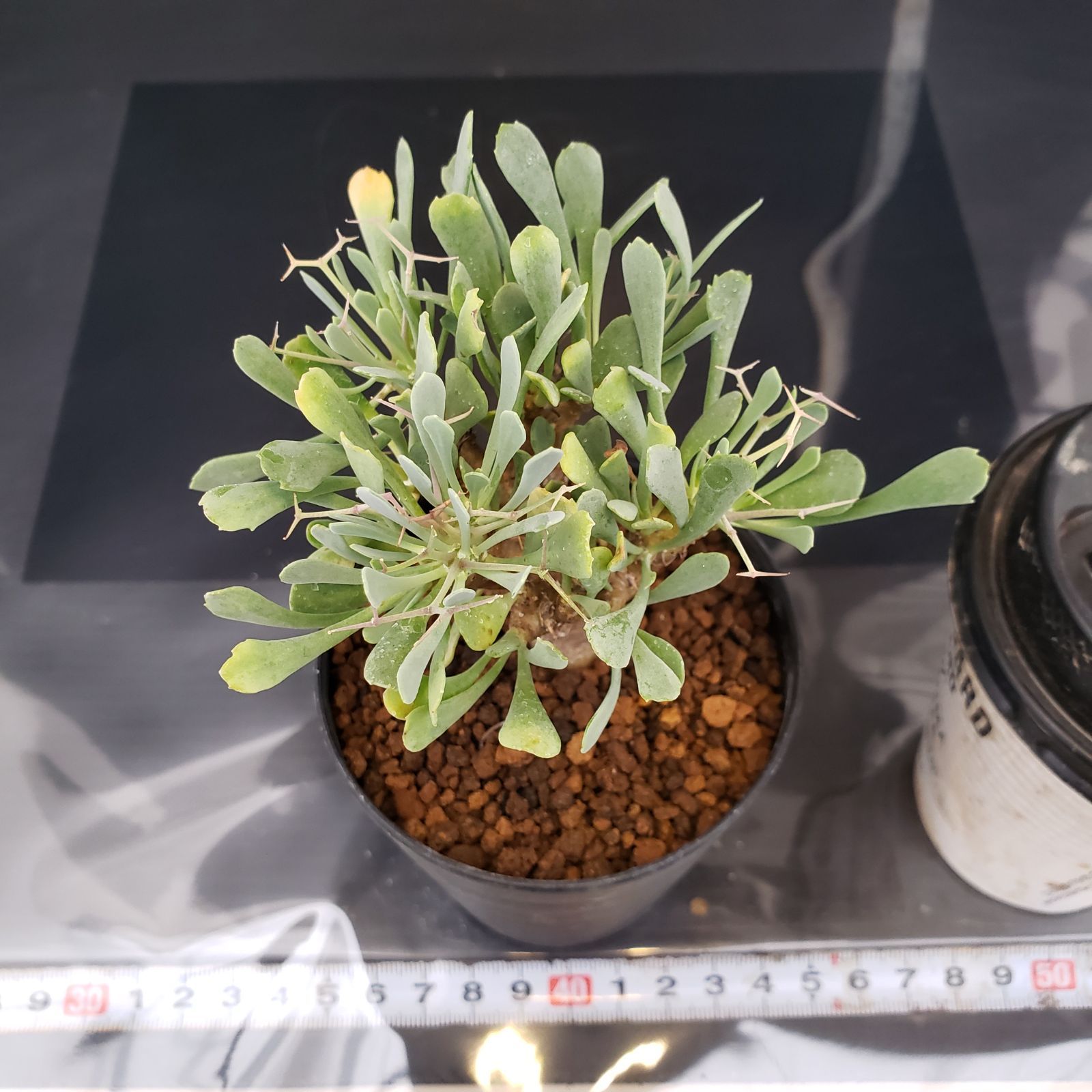 J230【自社養生株】オトンナ ユーフォルビオイデス（発根株・鉢植え