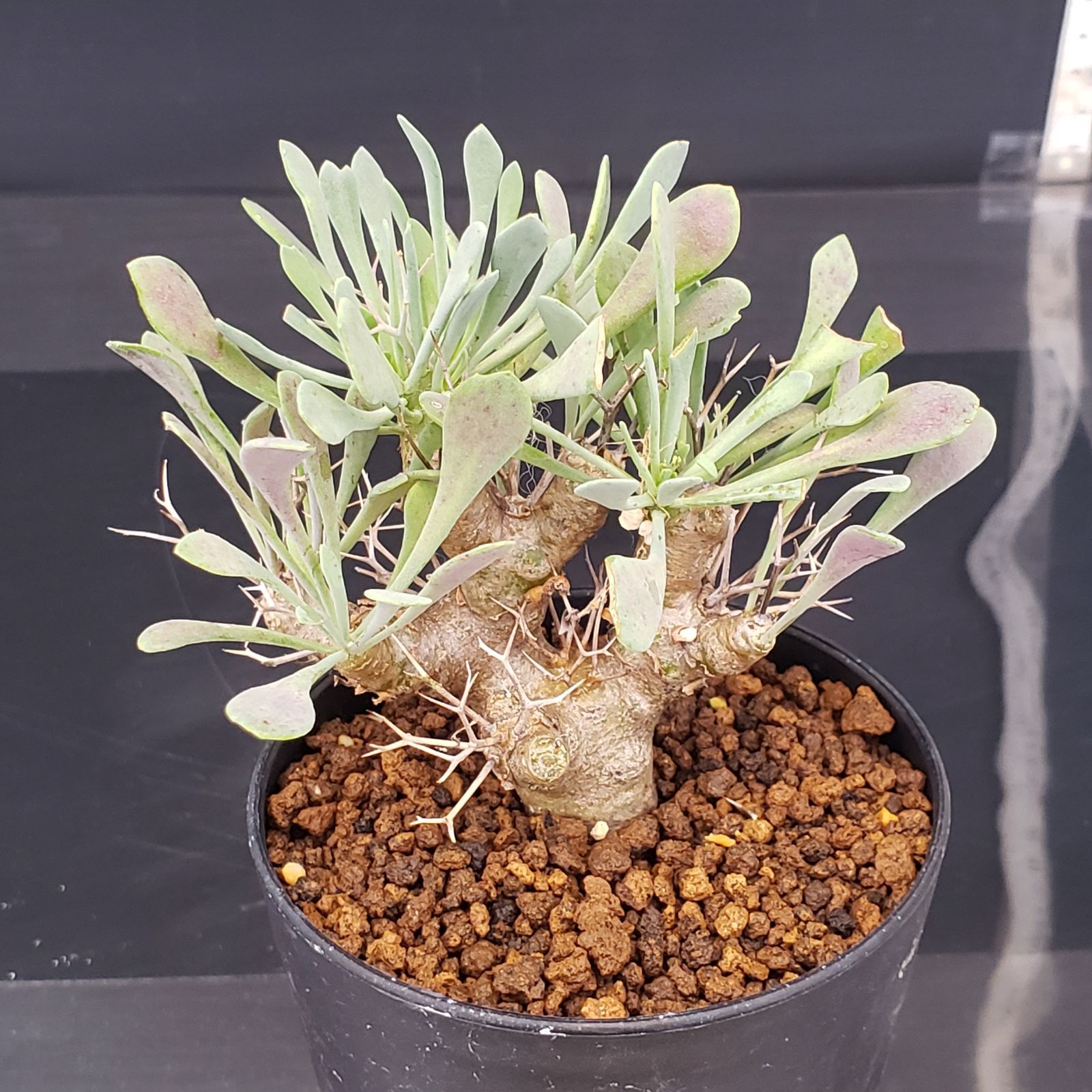 J231【自社養生株】オトンナ ユーフォルビオイデス（発根株・鉢植え