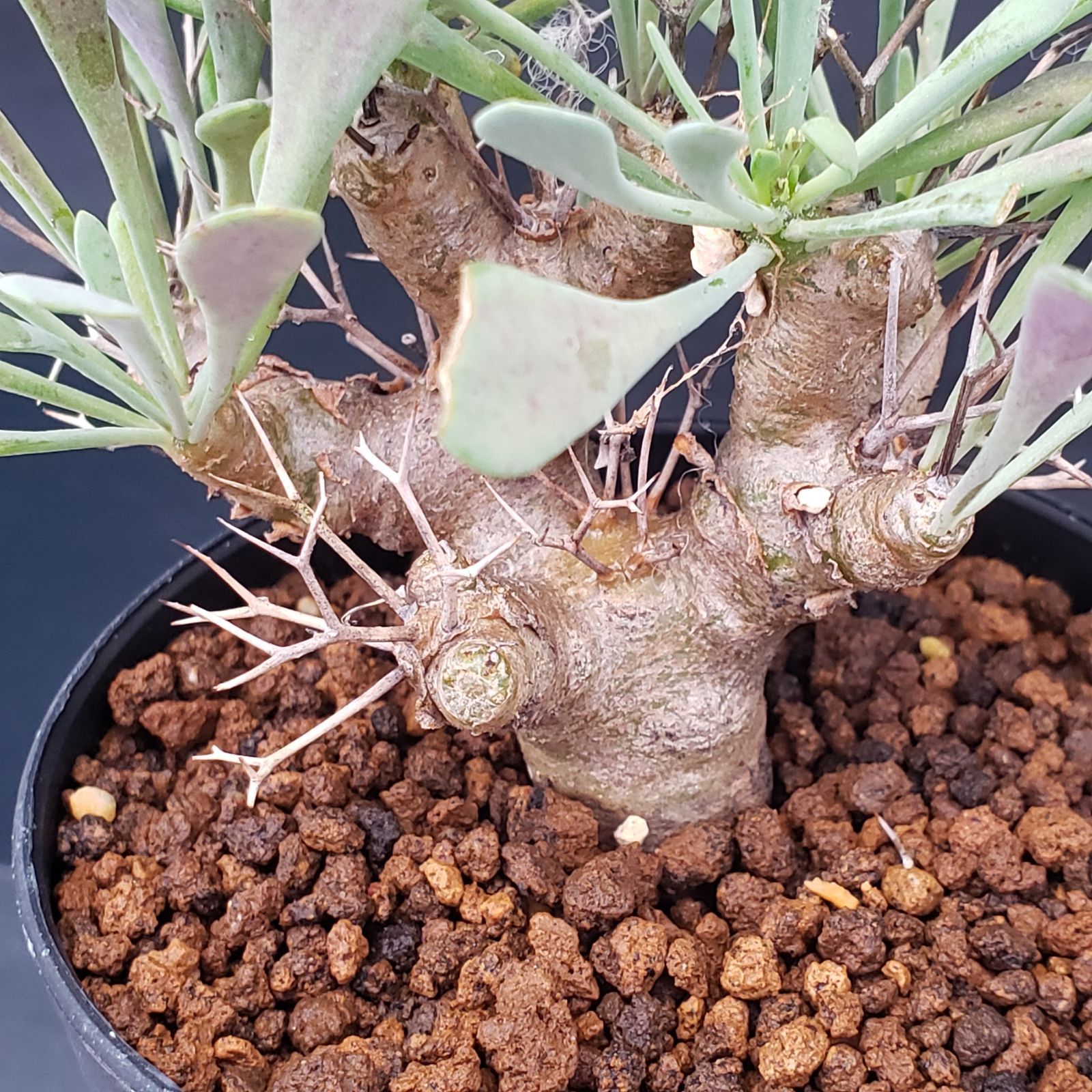 J231【自社養生株】オトンナ ユーフォルビオイデス（発根株・鉢植え