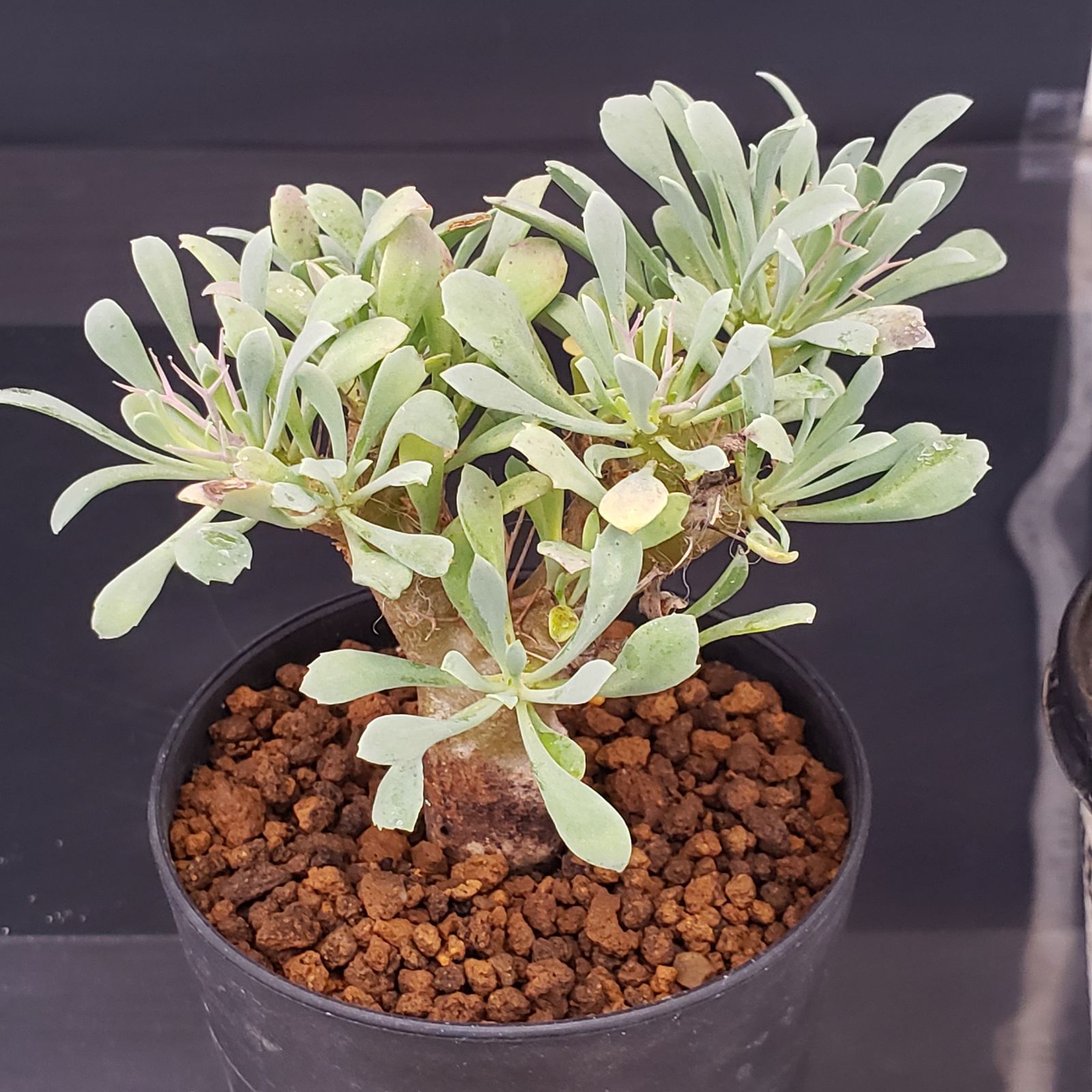 【特選株】オトンナ ユーフォルビオイデス 塊根植物 J232【自社養生株】オトンナ ユーフォルビオイデス（発根株・鉢植え