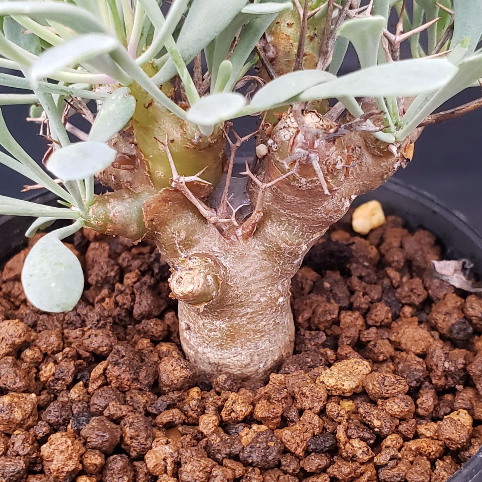 J233【自社養生株】オトンナ ユーフォルビオイデス（発根株・鉢植え