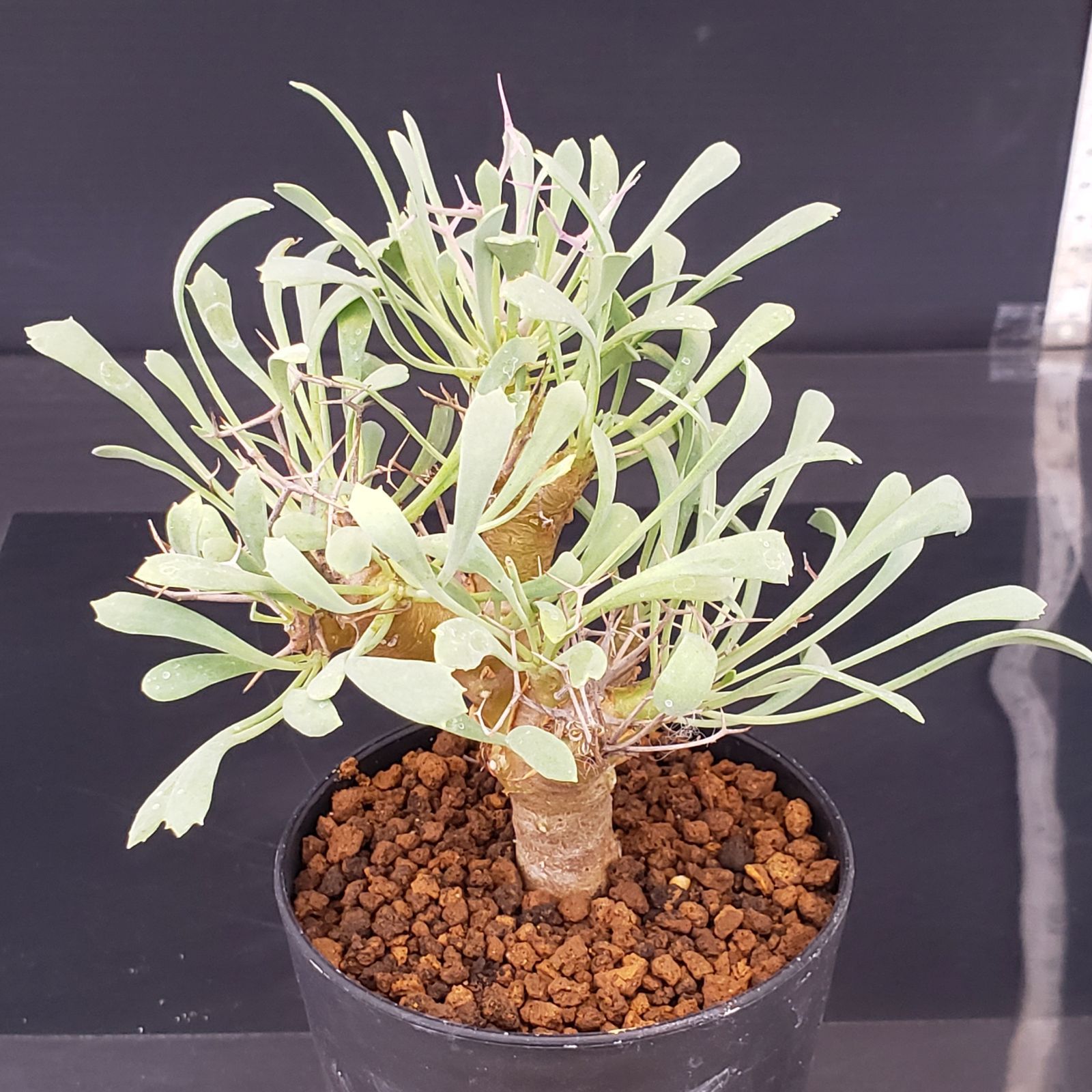 J234【自社養生株】オトンナ ユーフォルビオイデス（発根株・鉢植え