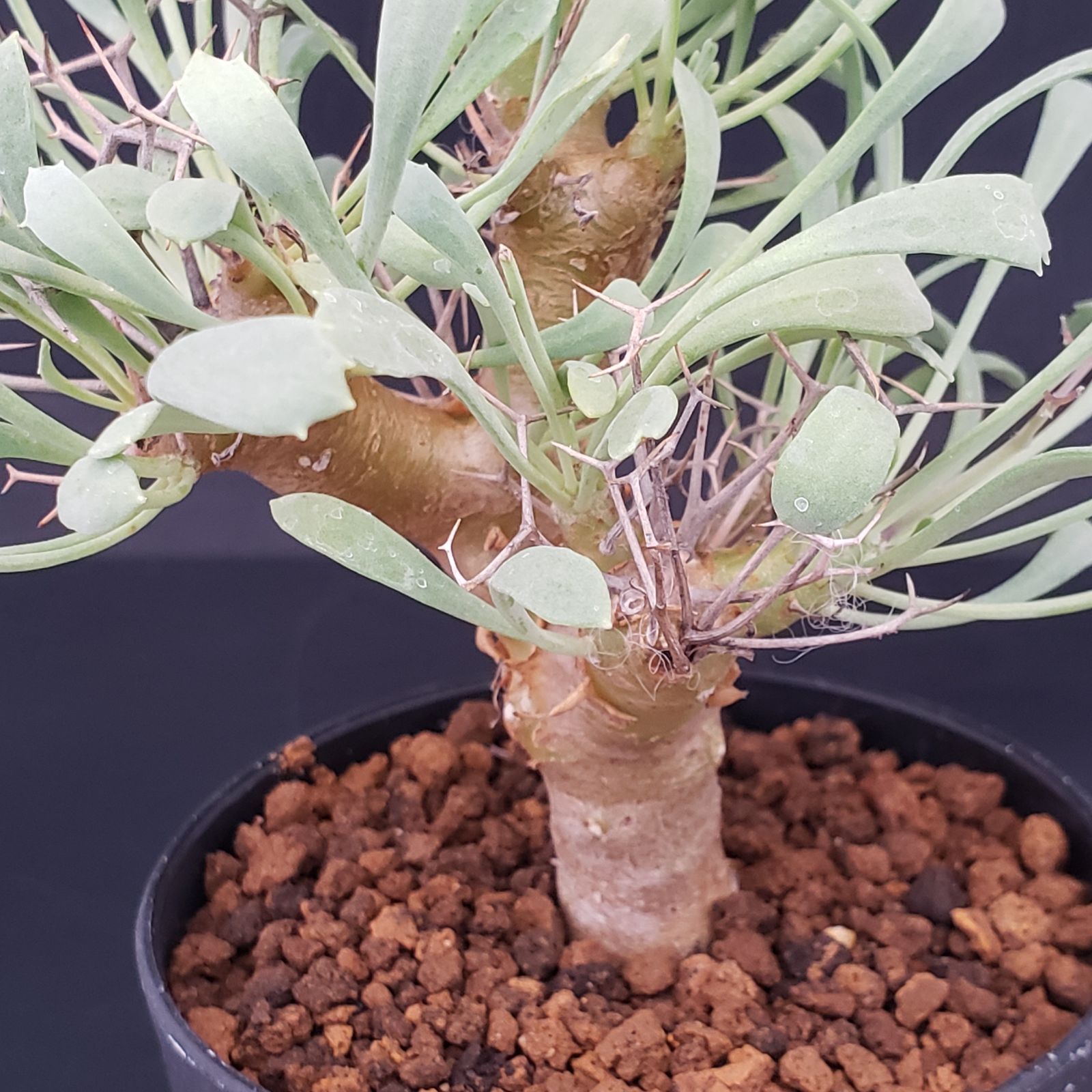 J234【自社養生株】オトンナ ユーフォルビオイデス（発根株・鉢植え