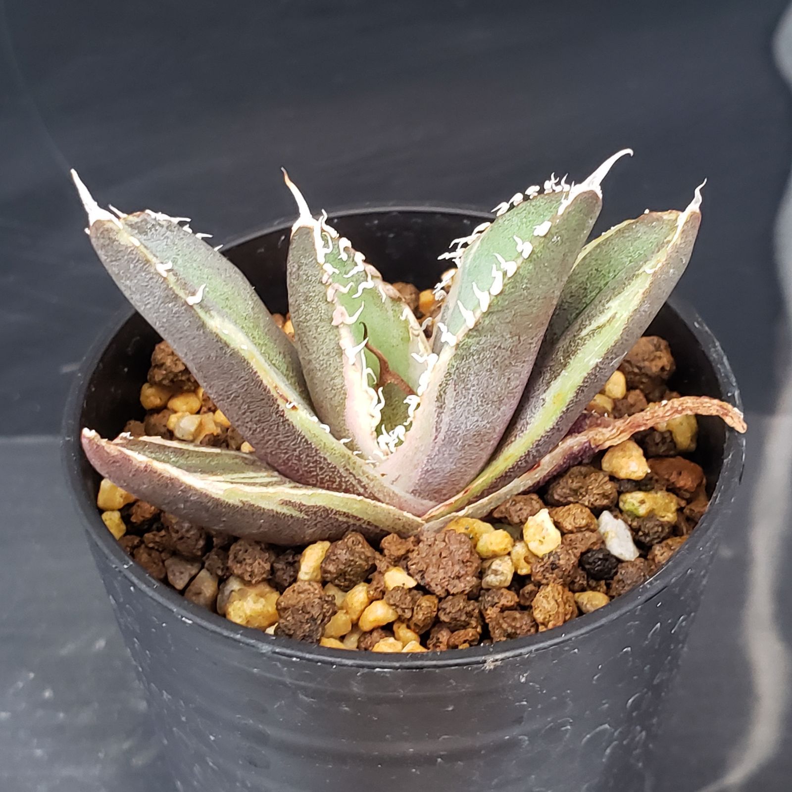 5/28までの出品です。アガベチタノタ　南アフリカダイヤモンド　親株 J236【自社養生株】アガベチタノタ 南アフリカダイヤモンド（斑入り